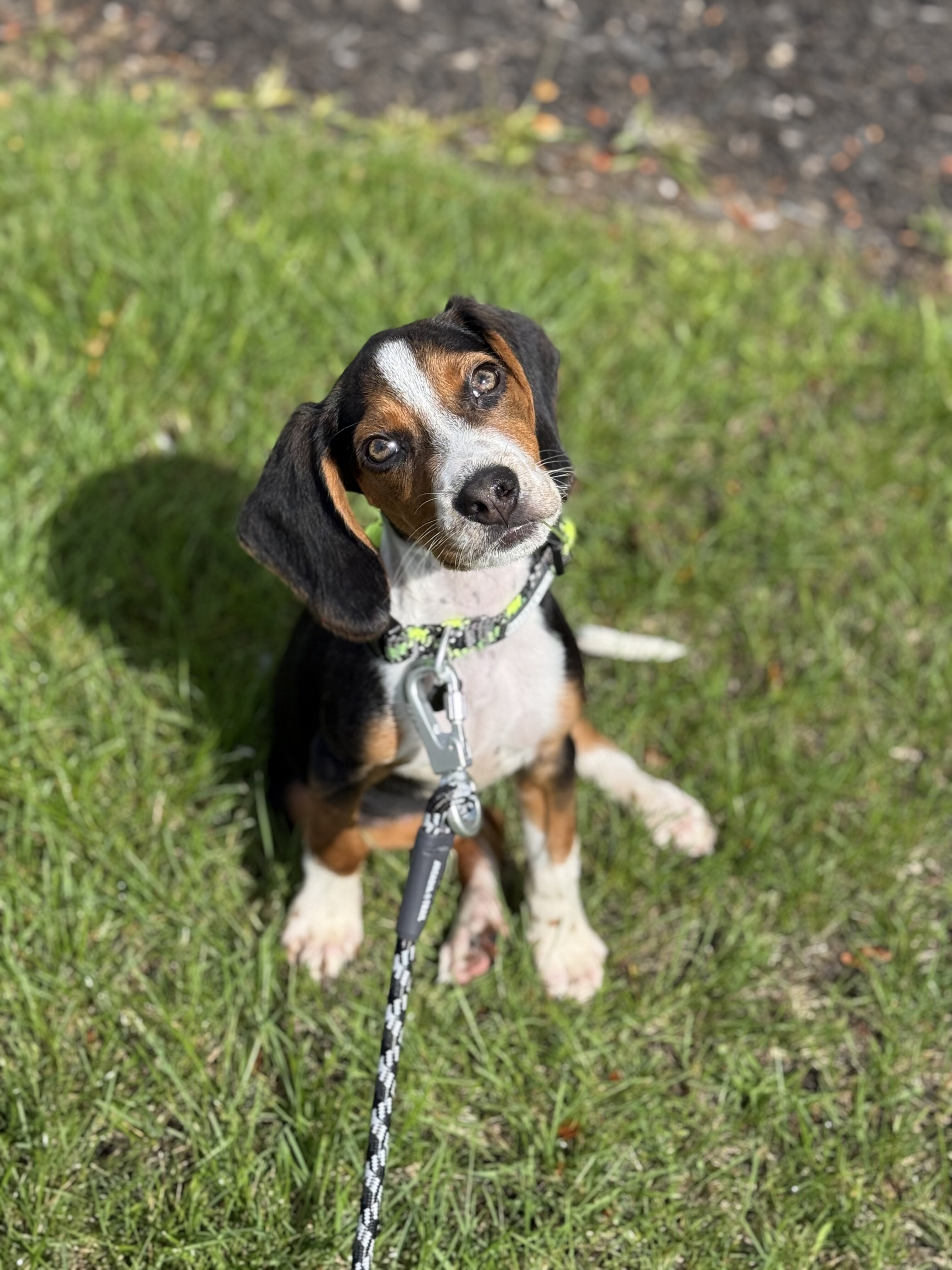 4 month old male Beagle image 1