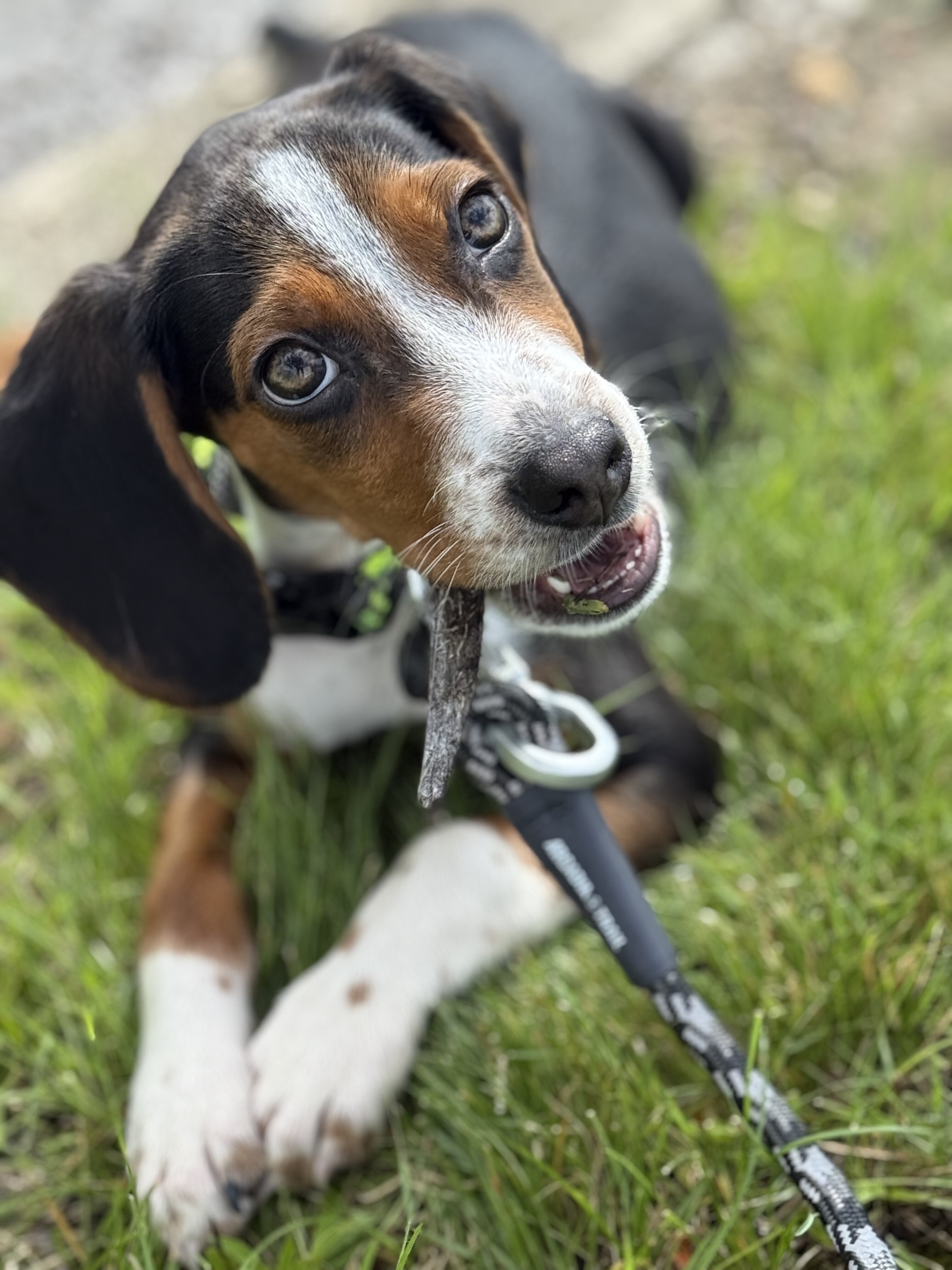 4 month old male Beagle image 2