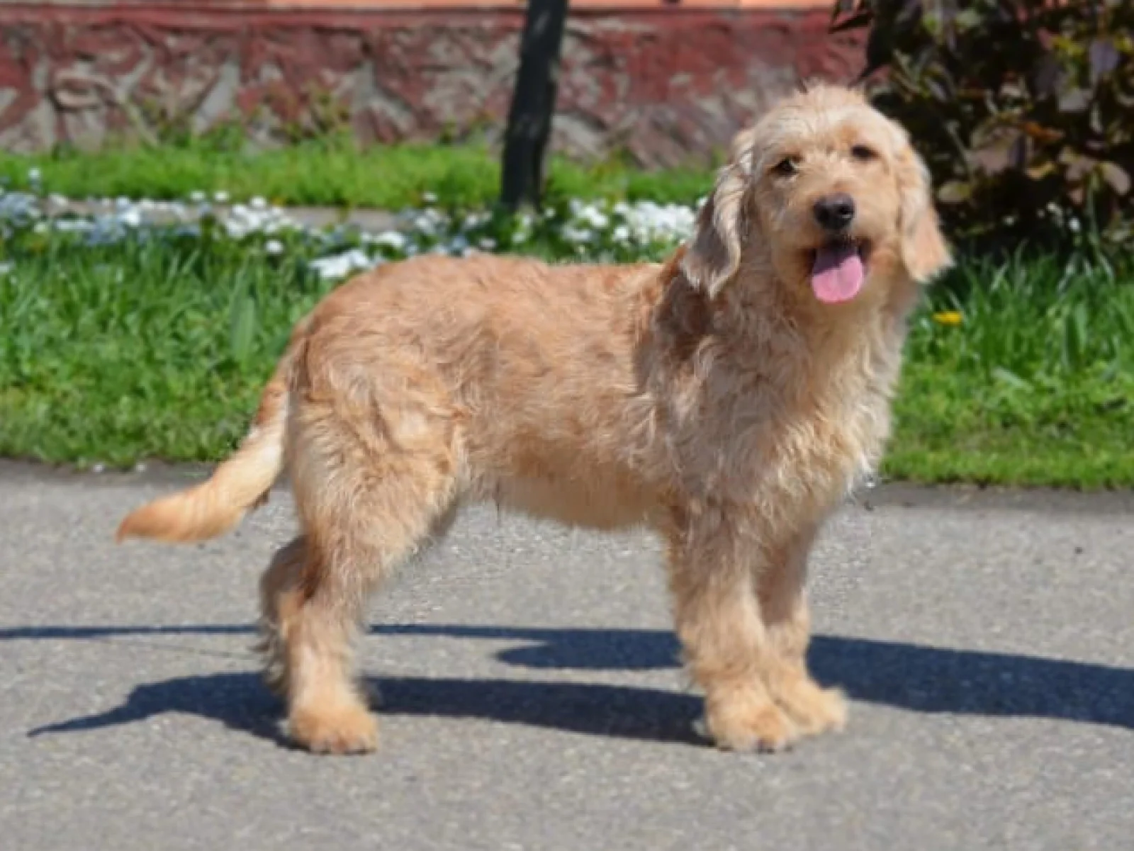 Charlie – goldendoodle – Labradoodle image 8