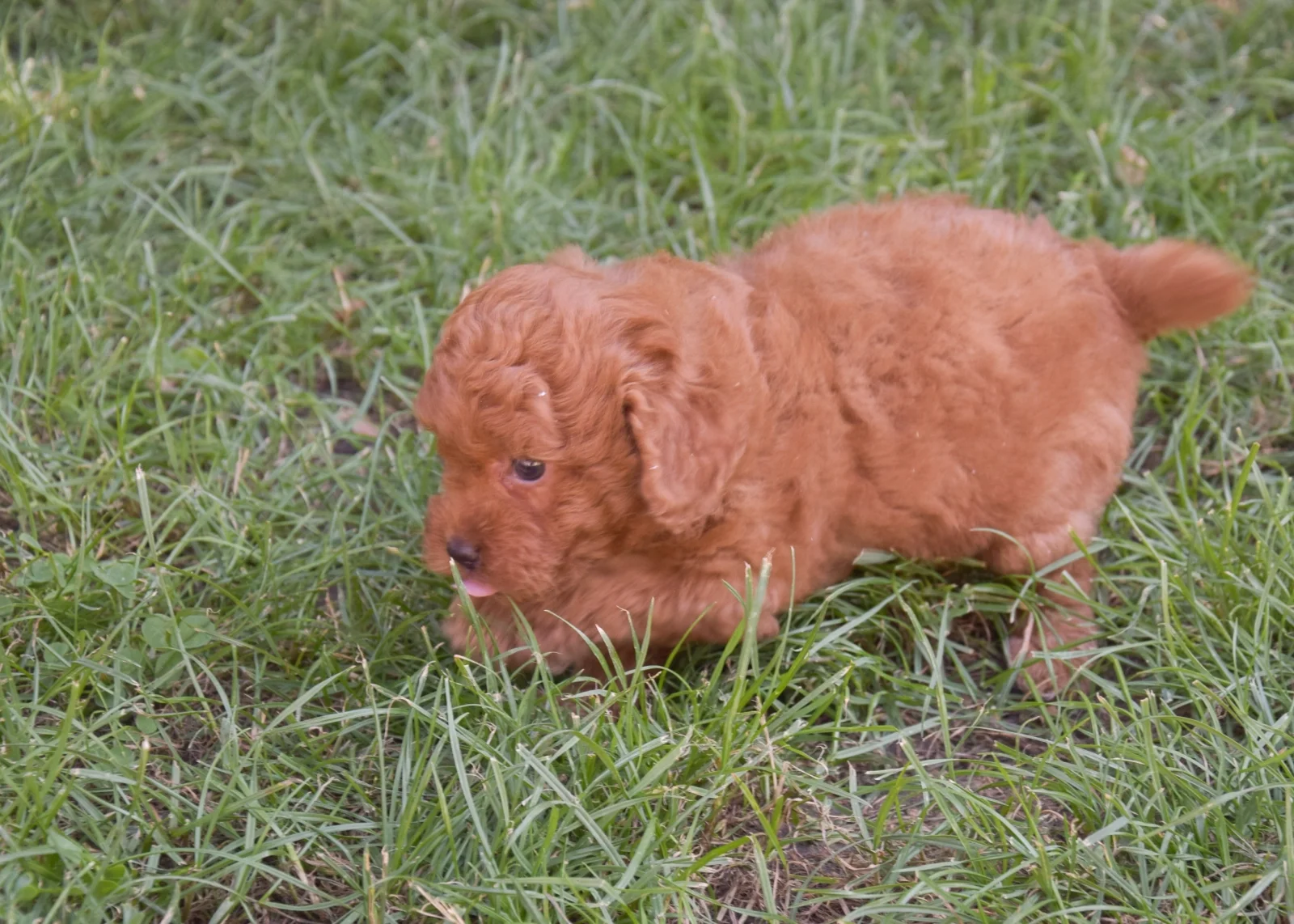 Charlie – goldendoodle – Labradoodle image 6