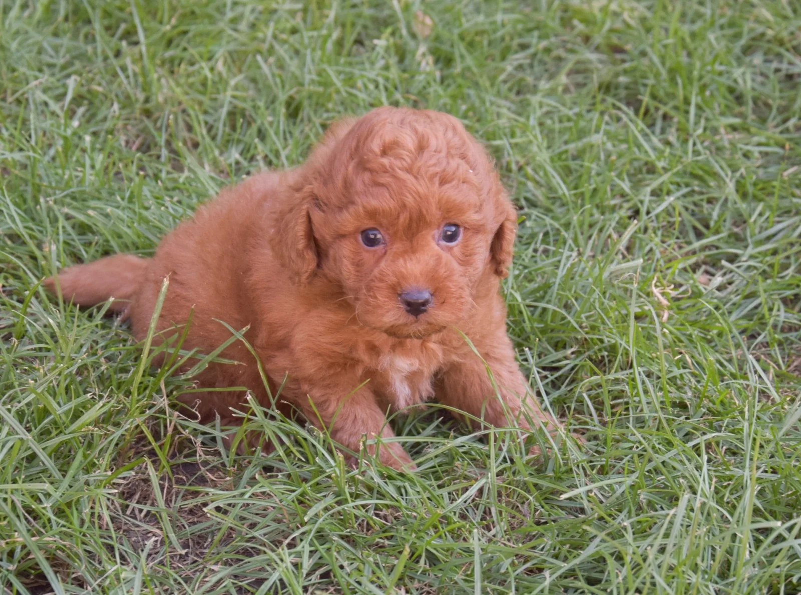Charlie – goldendoodle – Labradoodle image 5