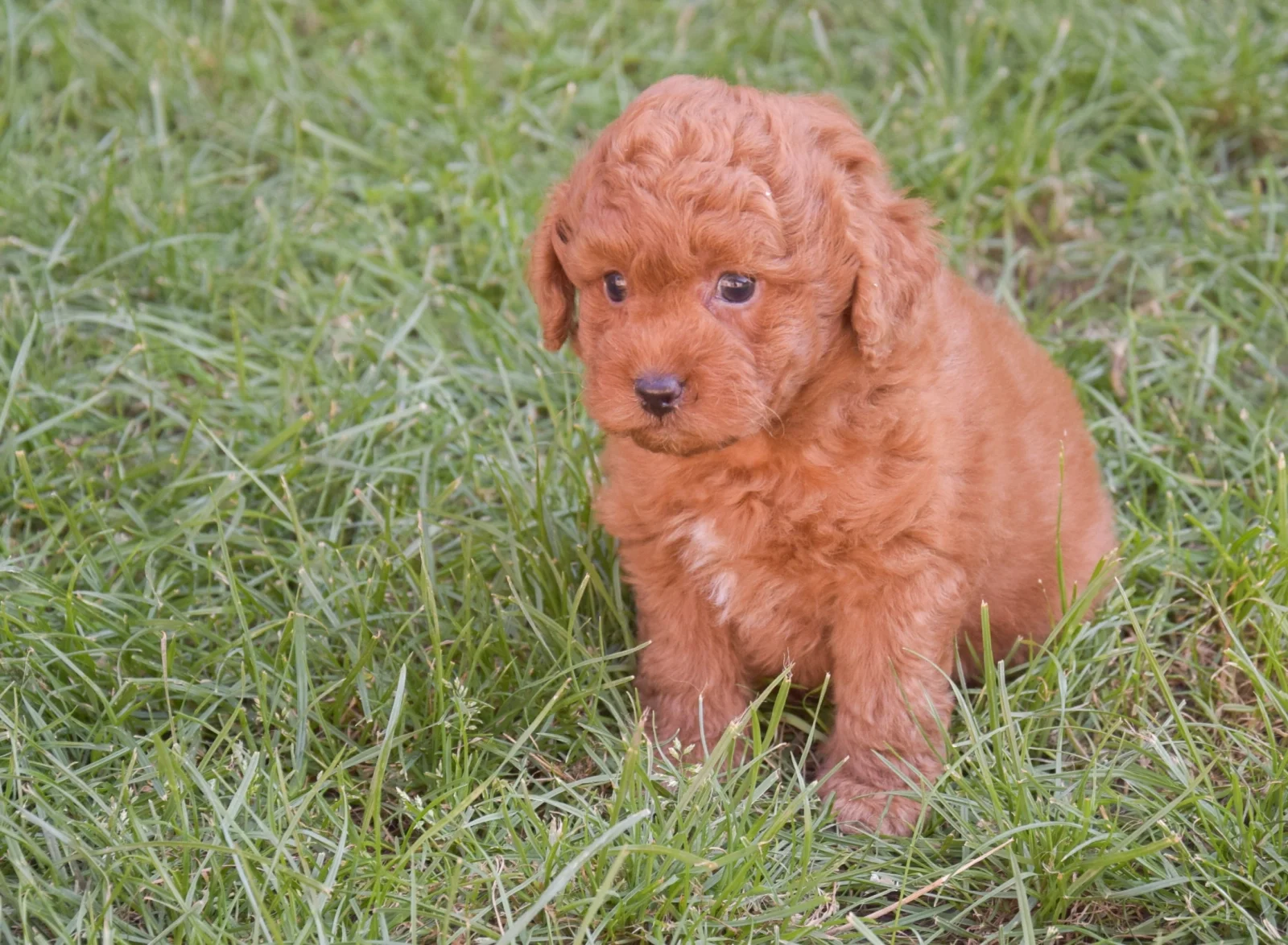 Charlie – goldendoodle – Labradoodle image 3