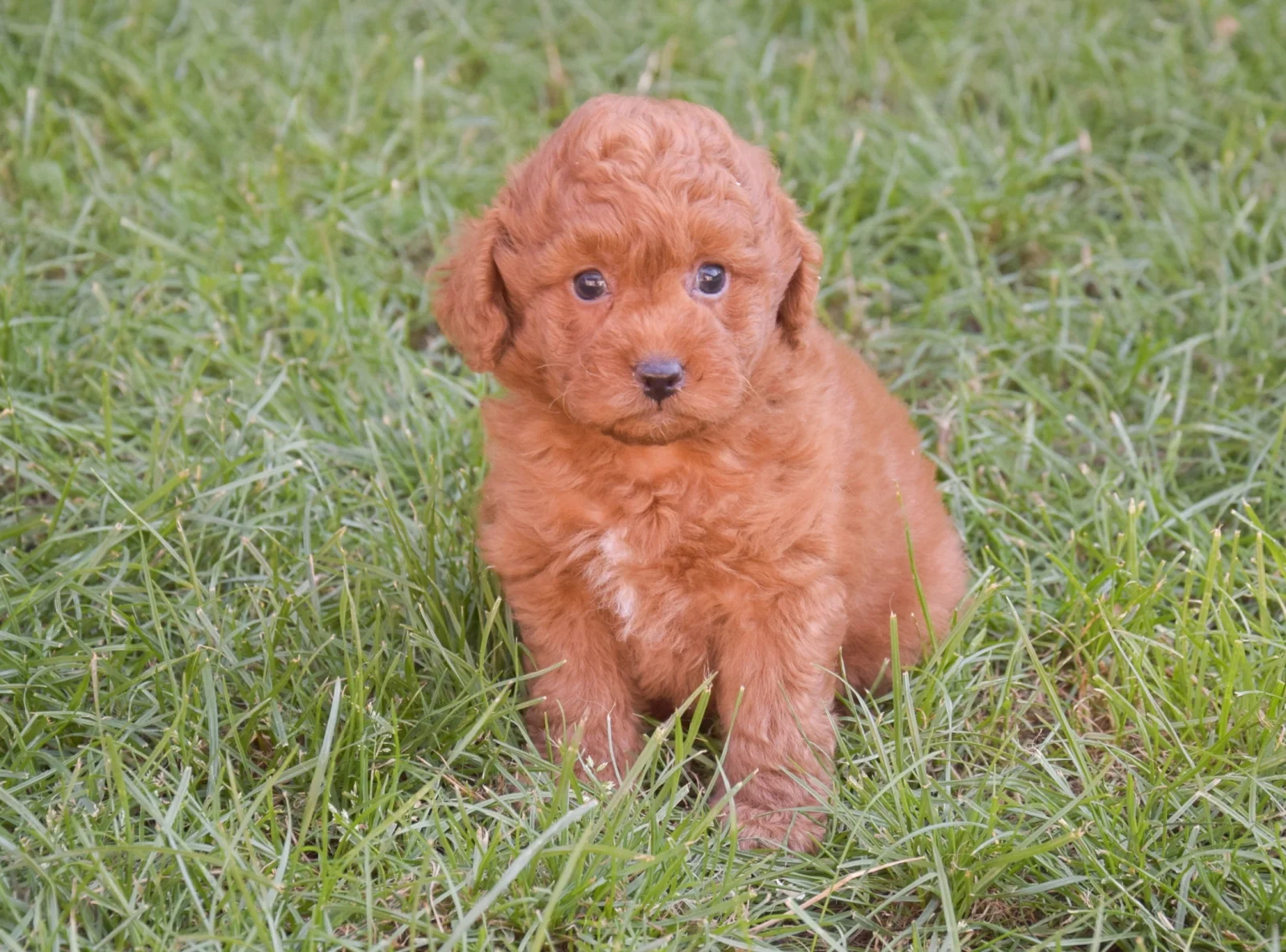Charlie – goldendoodle – Labradoodle image 2
