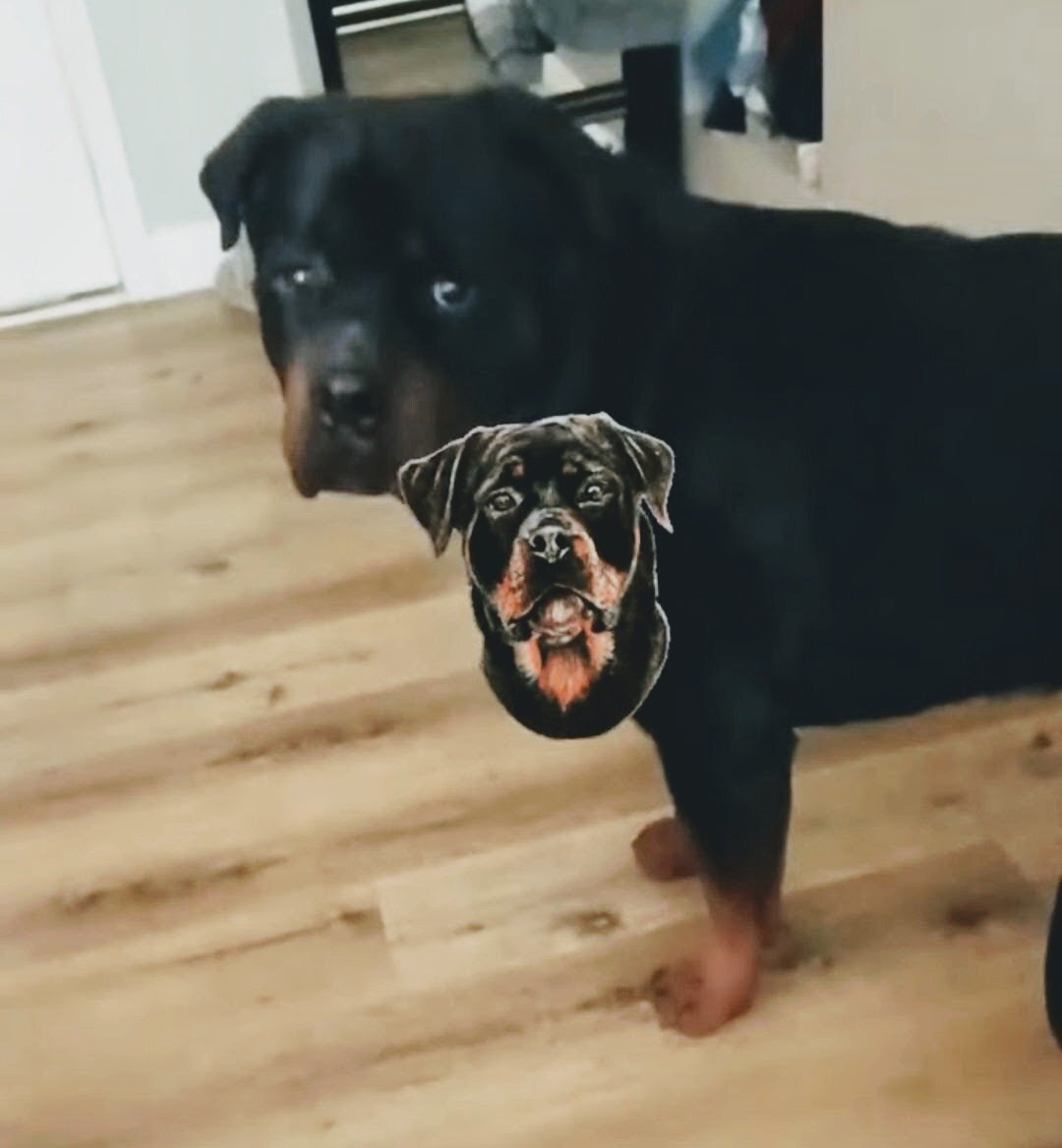 trying to rehome our 2 yo male rottweiler image 1
