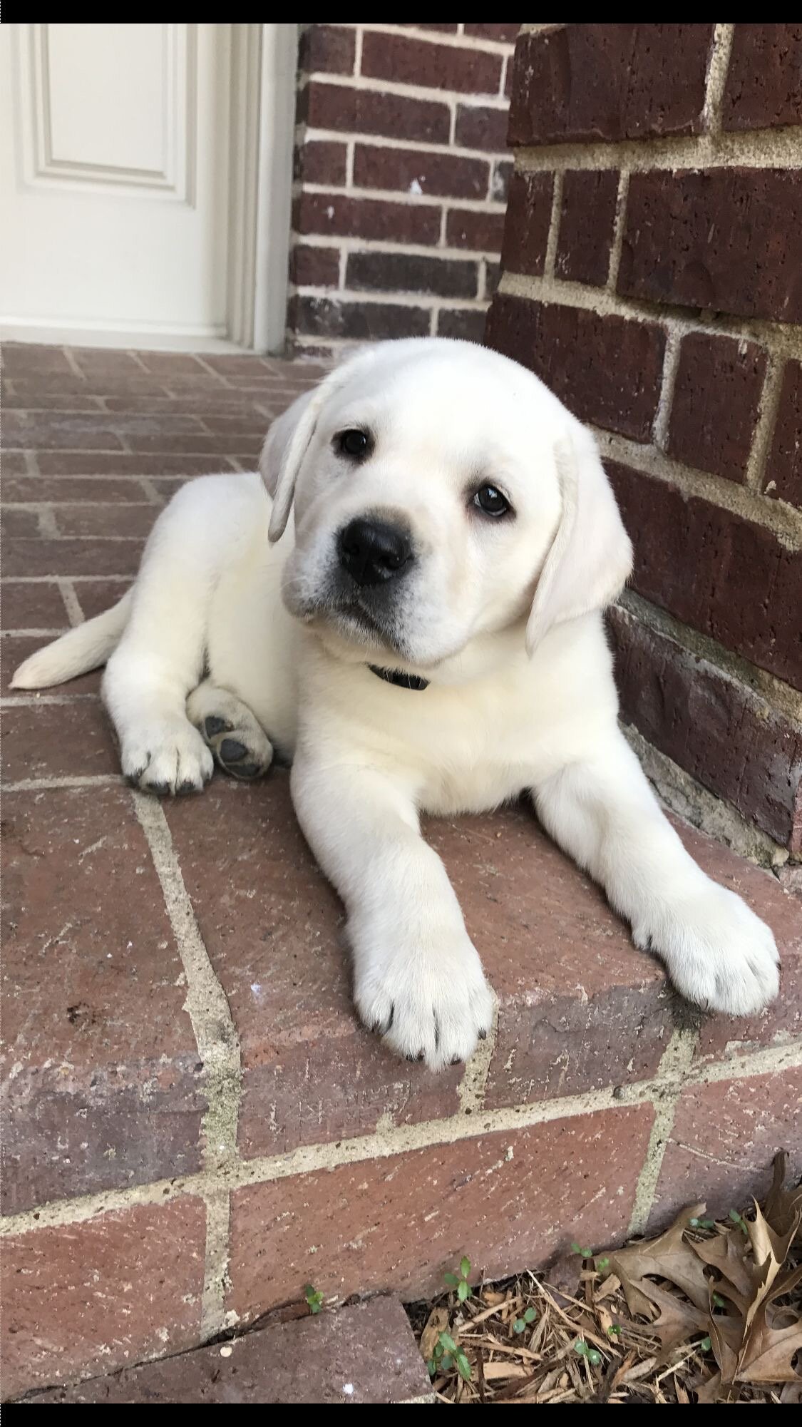 Sweet Labrador Retriever puppy image 1