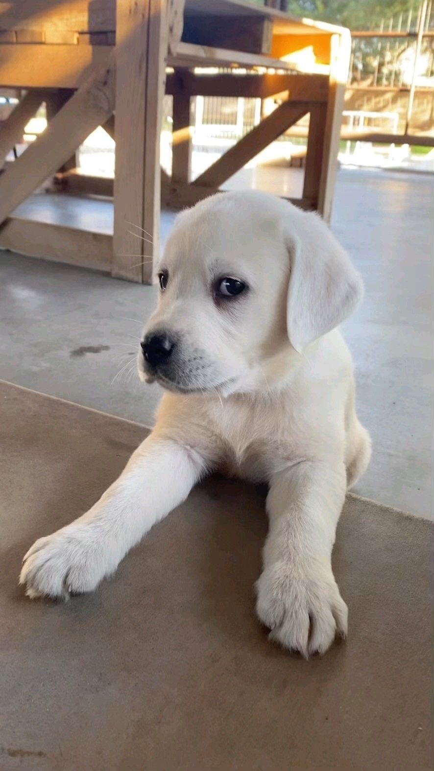 Sweet Labrador Retriever puppy image 2