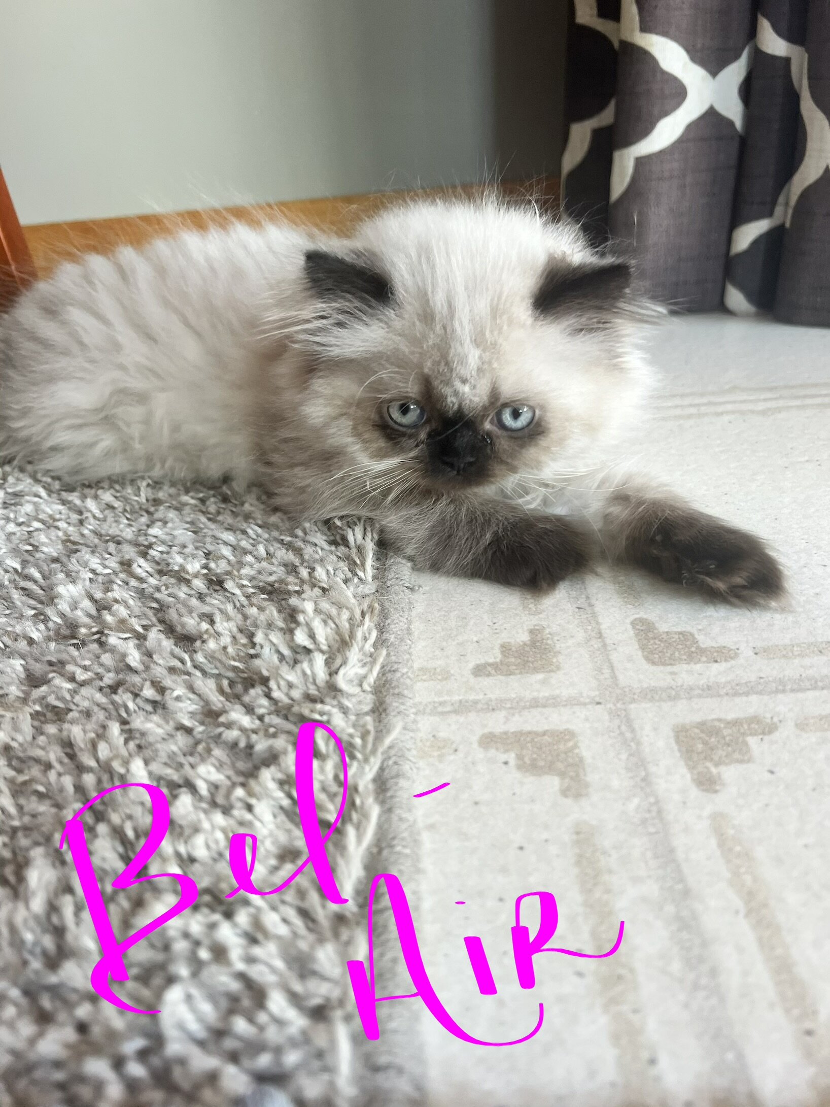 Himalayan kittens image 5