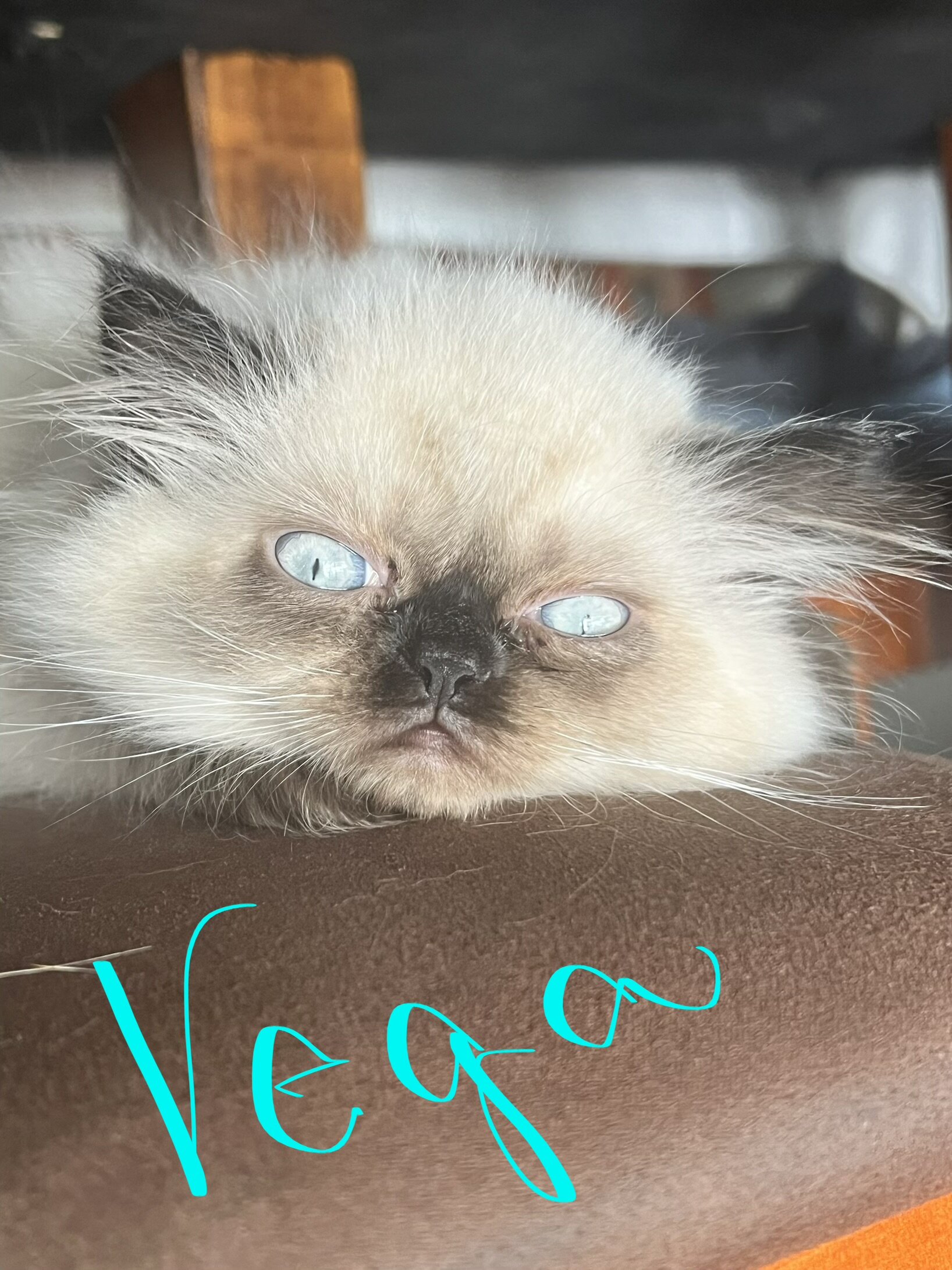 Himalayan kittens image 3