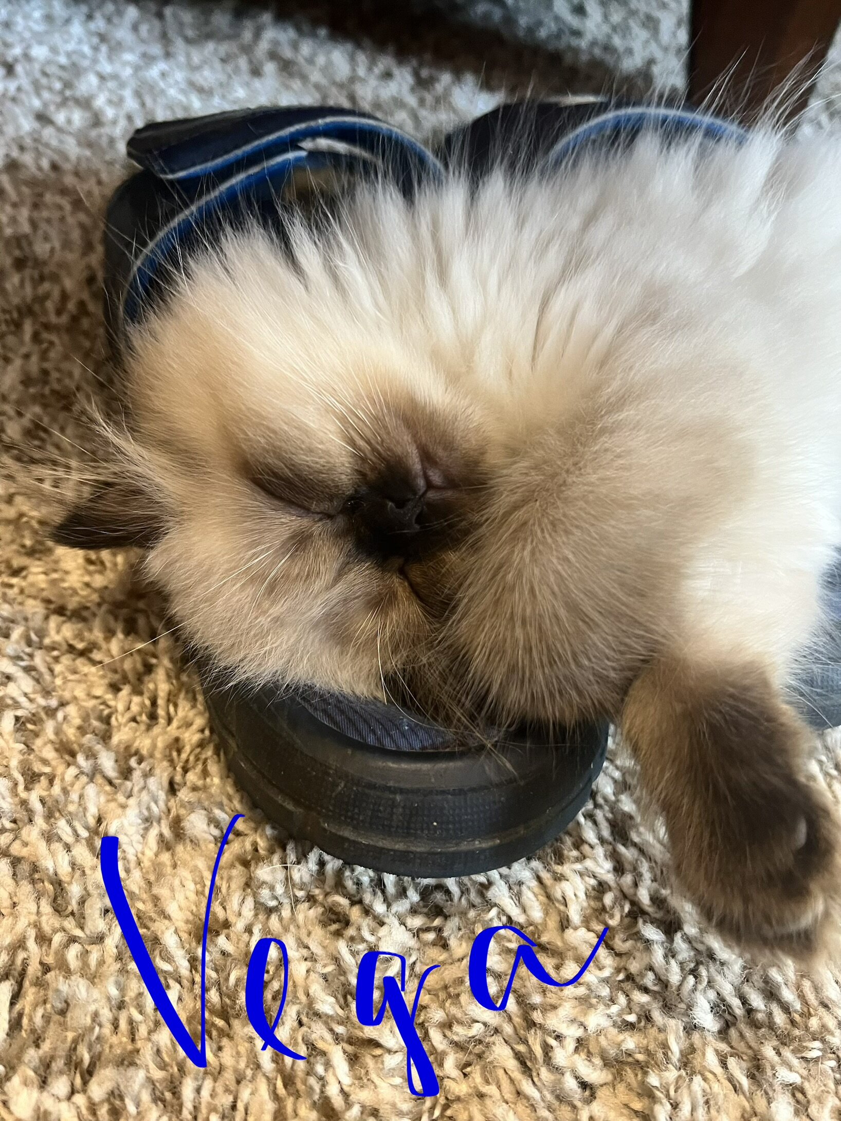 Himalayan kittens image 1
