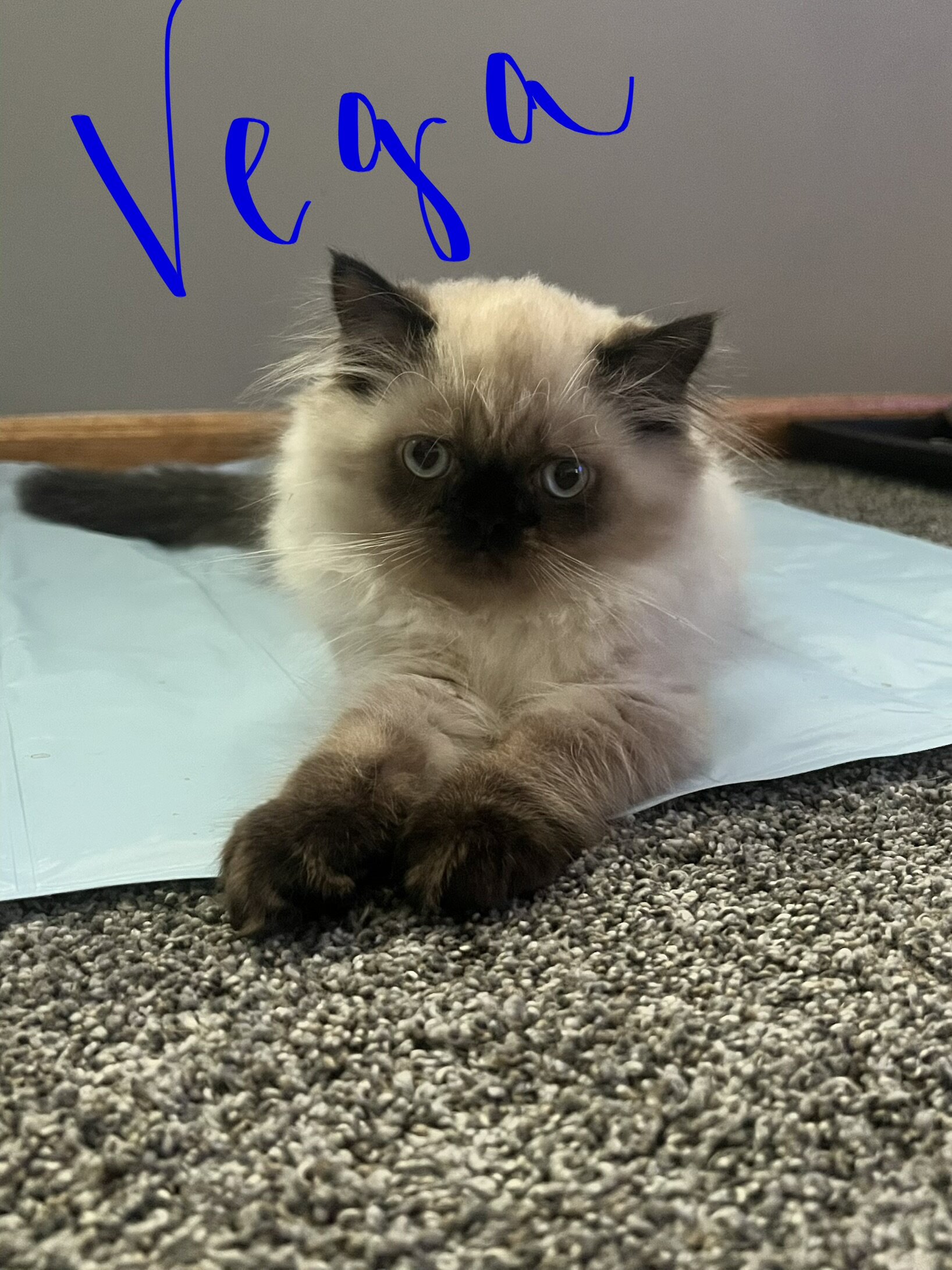 Himalayan kittens image 2