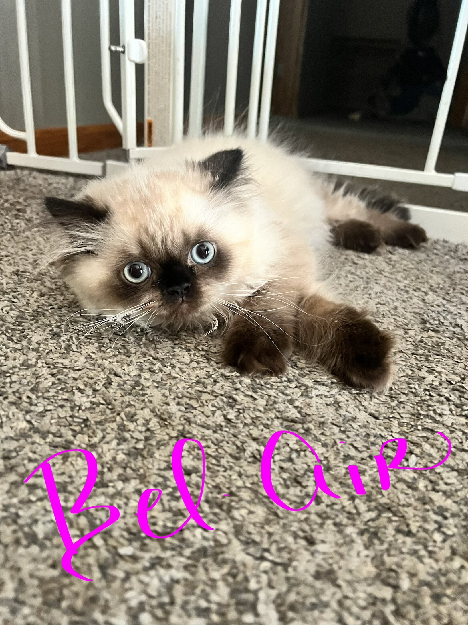 Himalayan kittens image 6