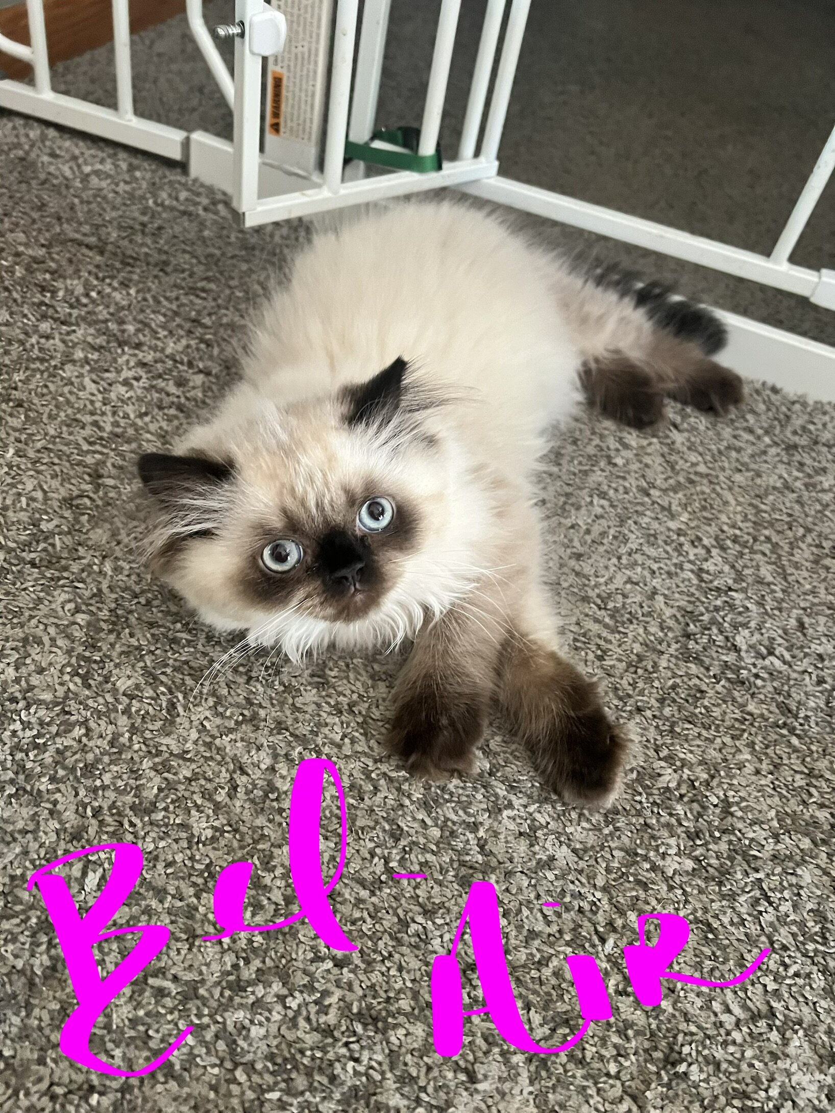 Himalayan kittens image 4