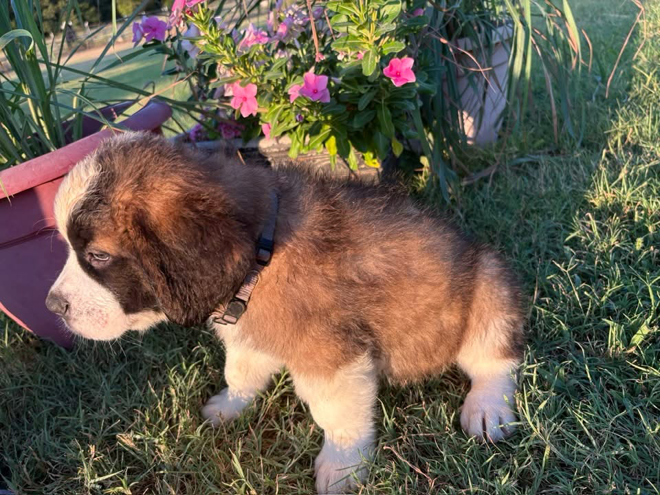Purebred Saint Bernard AKC image 4