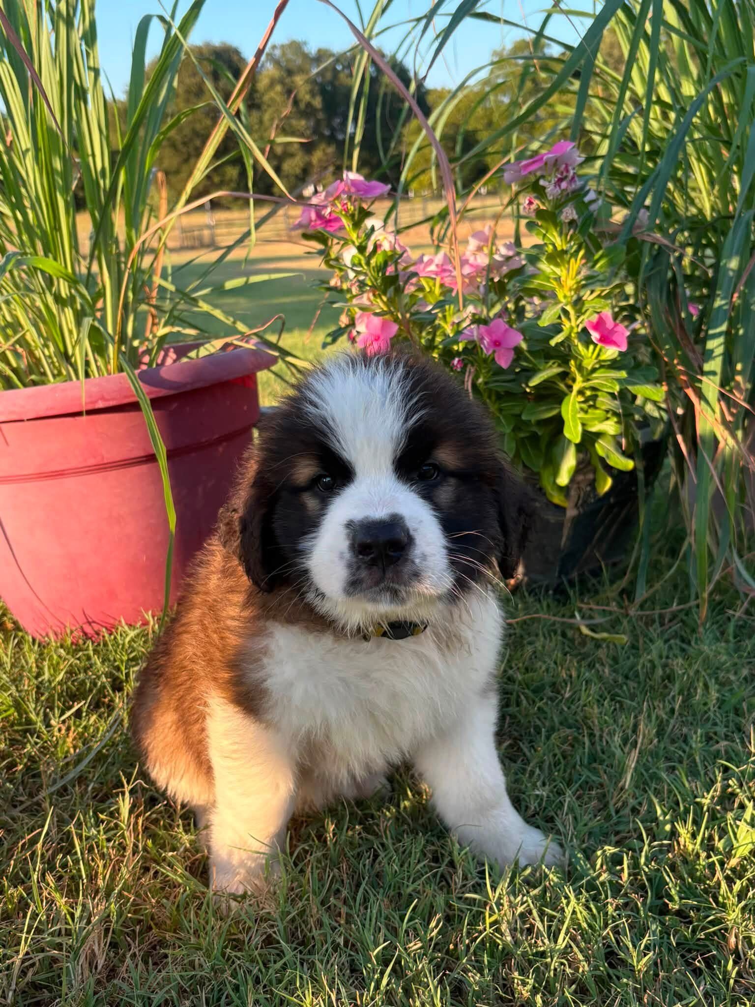 Purebred Saint Bernard AKC image 1