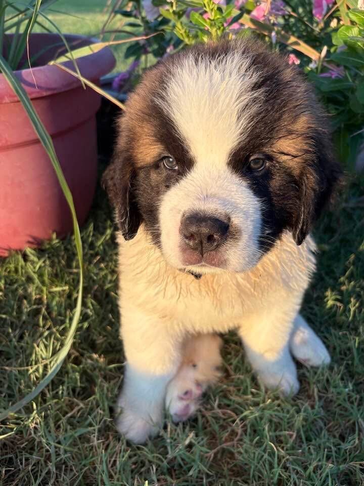 Purebred Saint Bernard AKC image 5