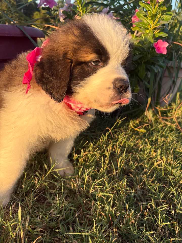 Purebred Saint Bernard AKC image 3