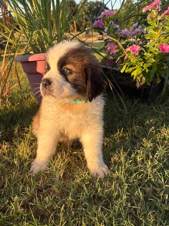 Purebred Saint Bernard AKC image 2