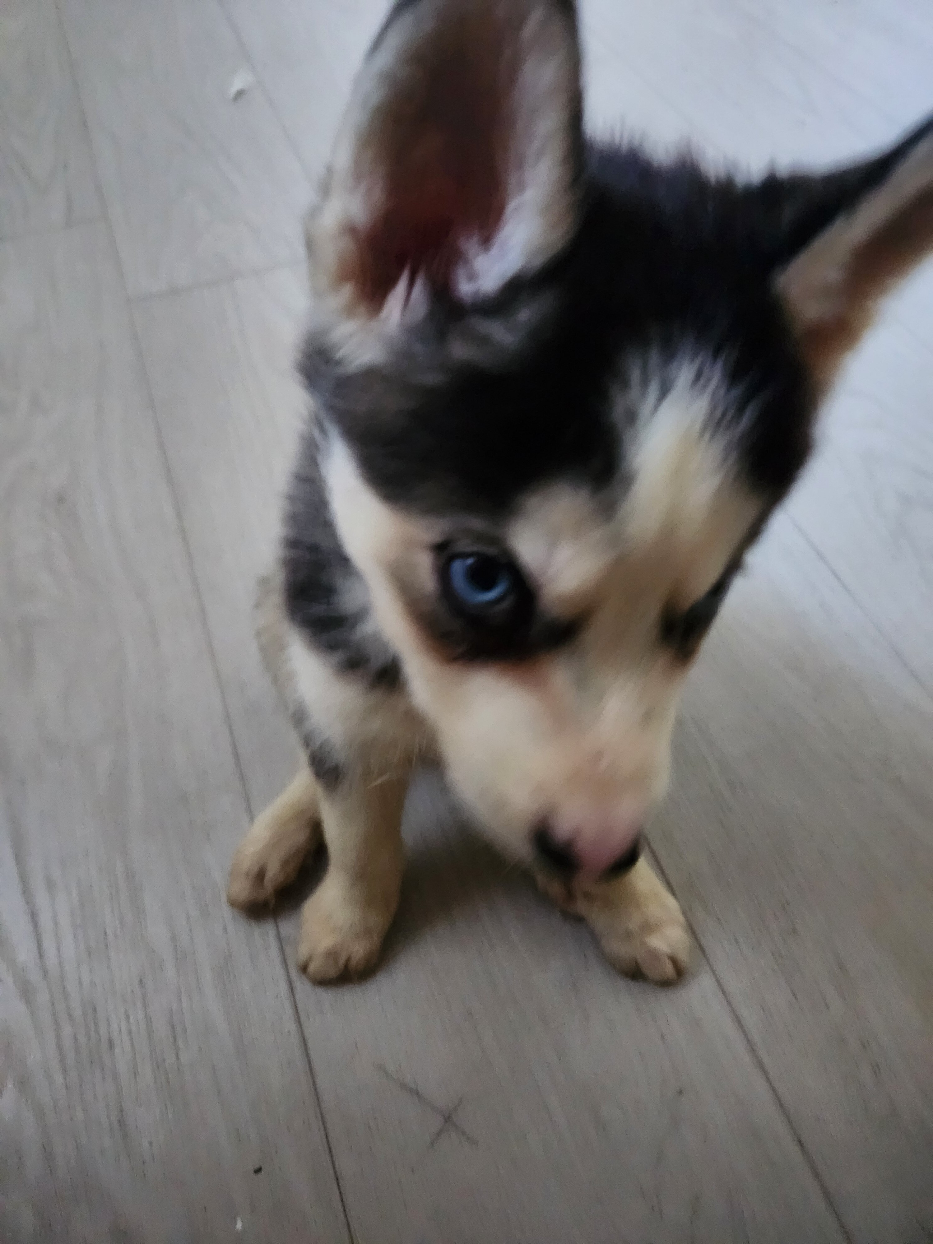 Siberian huskies image 4