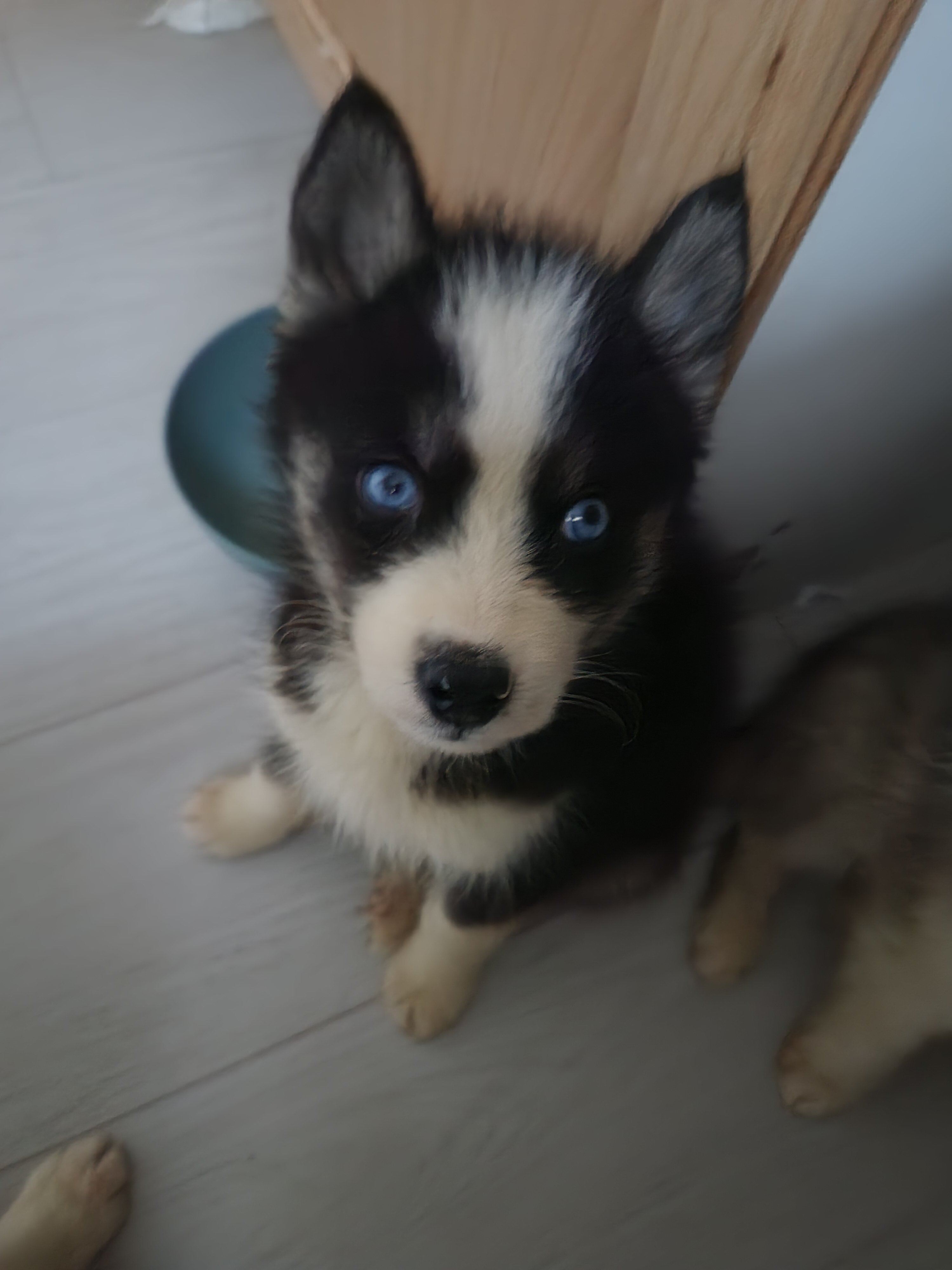 Siberian huskies image 2