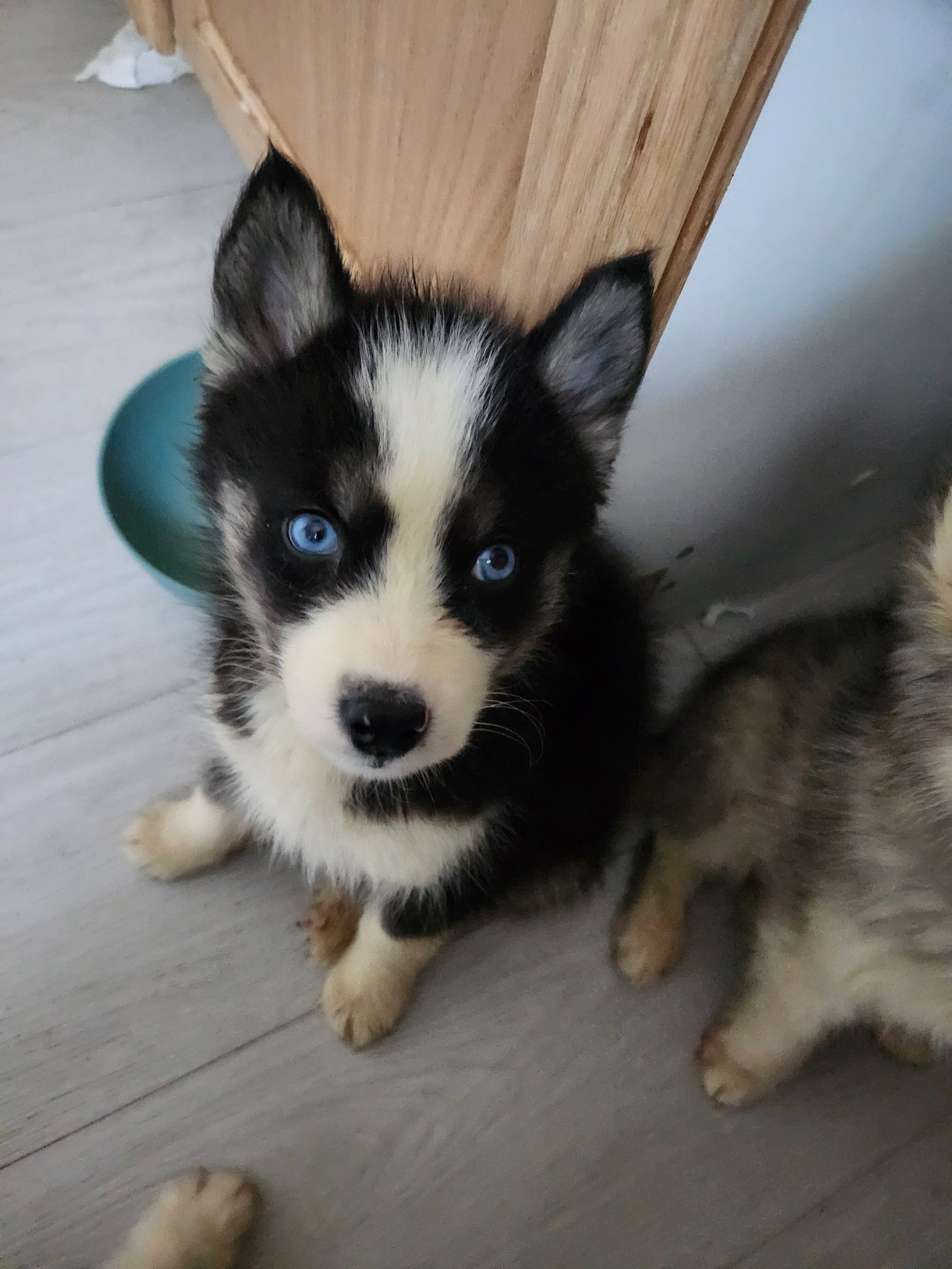 Siberian huskies image 1