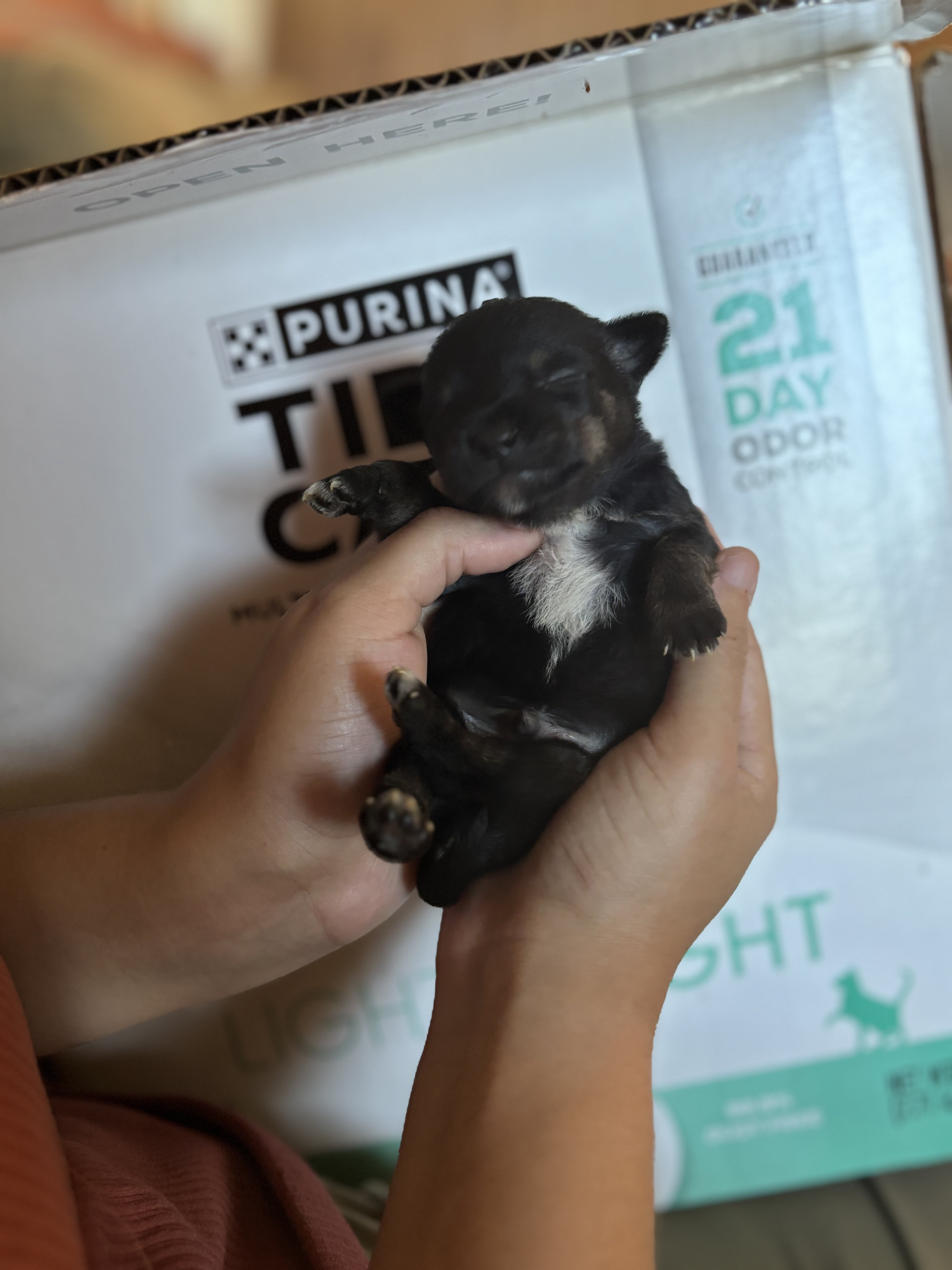 Chihuahuas image 1