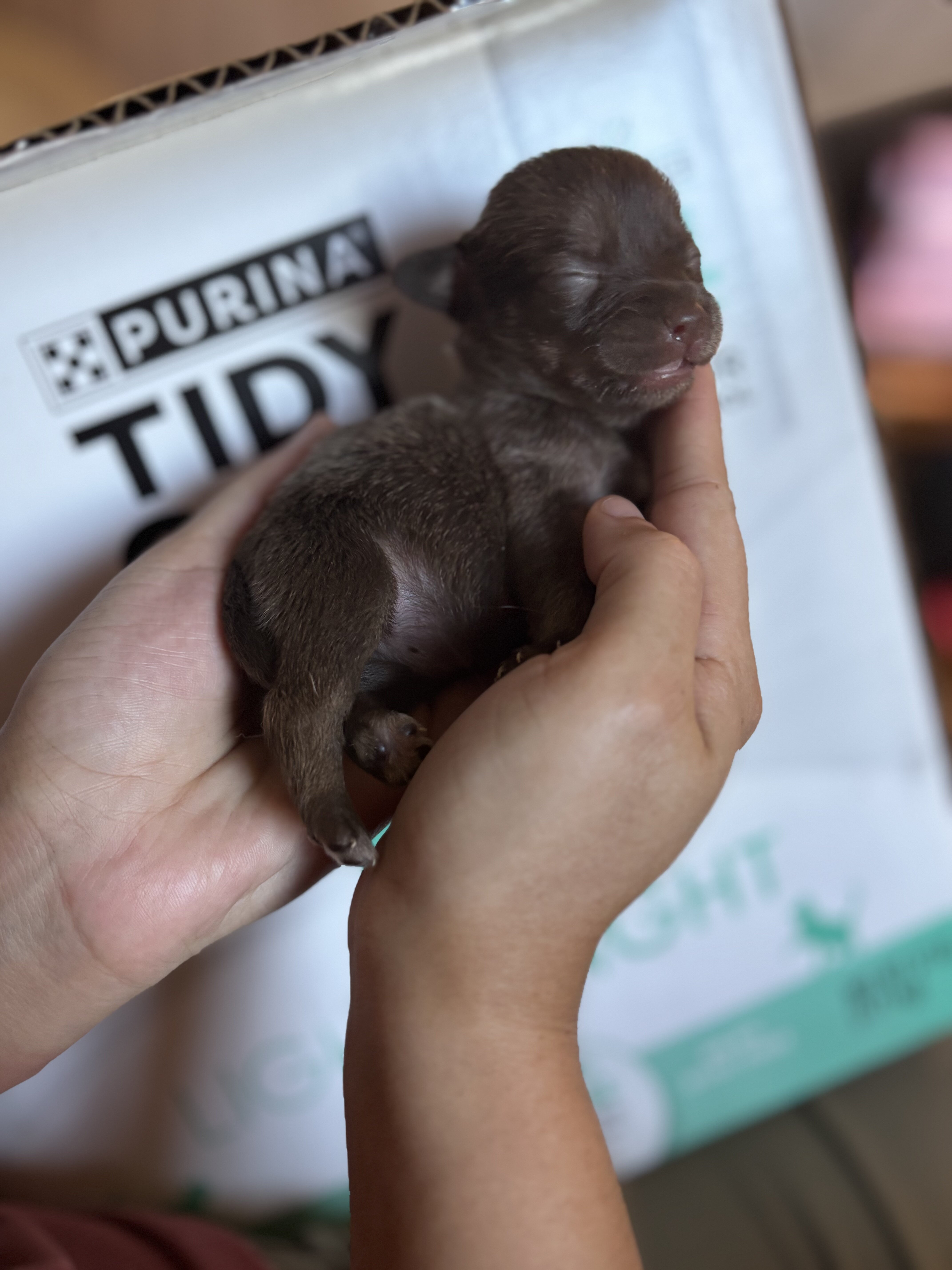 Chihuahuas image 3