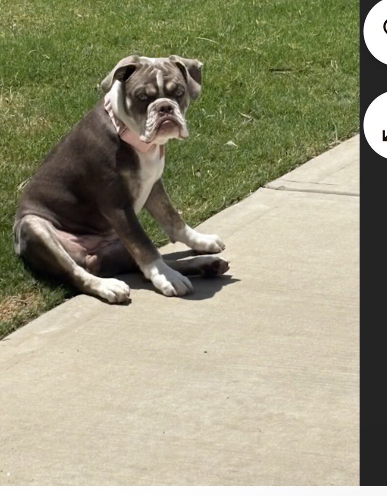 Old English bulldog image 3