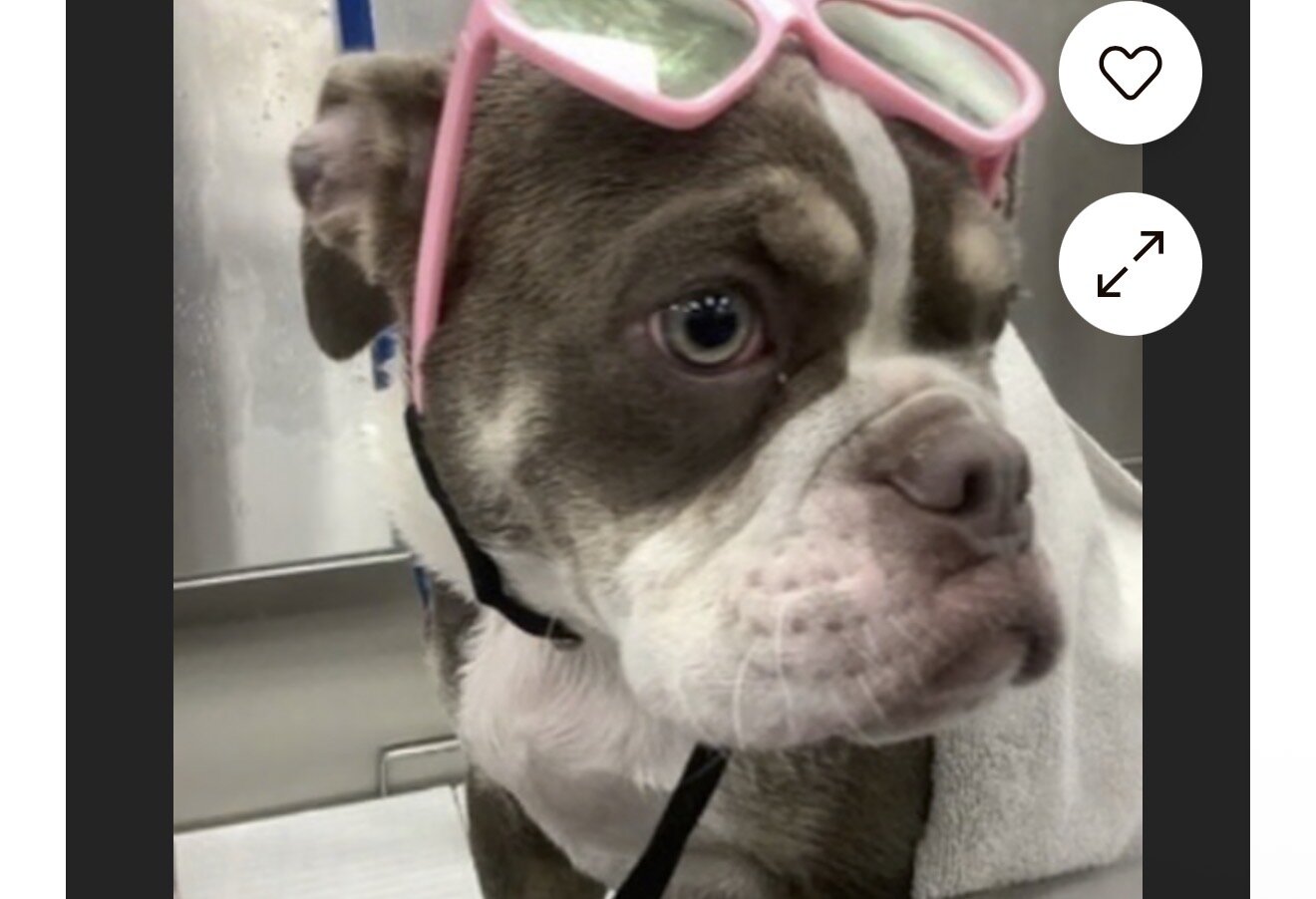 Old English bulldog image 4