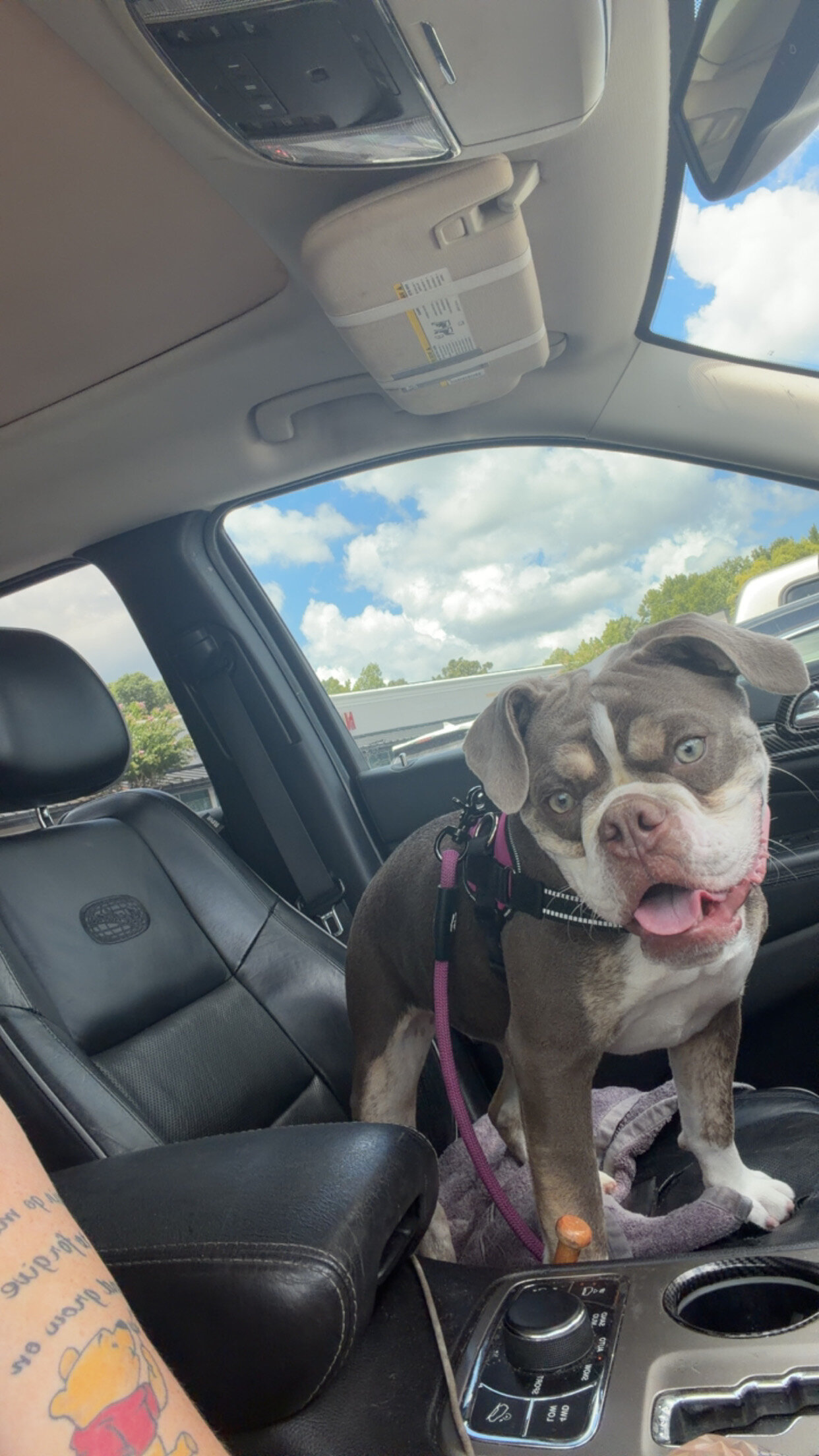 Old English bulldog image 2