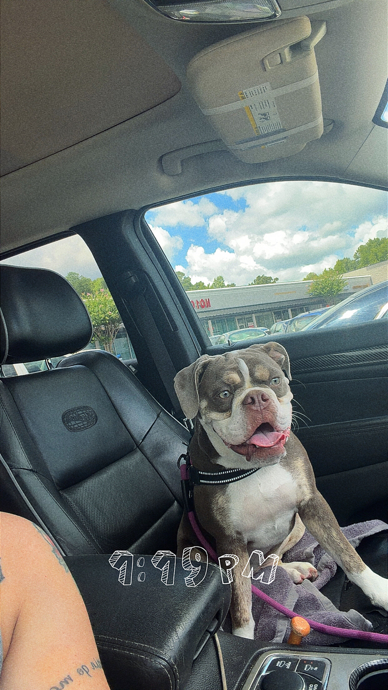 Old English bulldog image 1