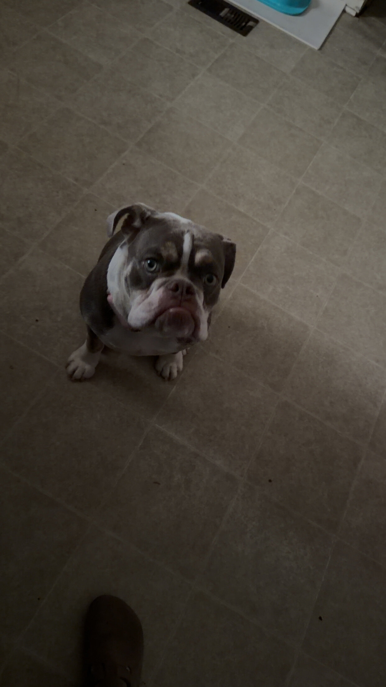 Old English bulldog image 5