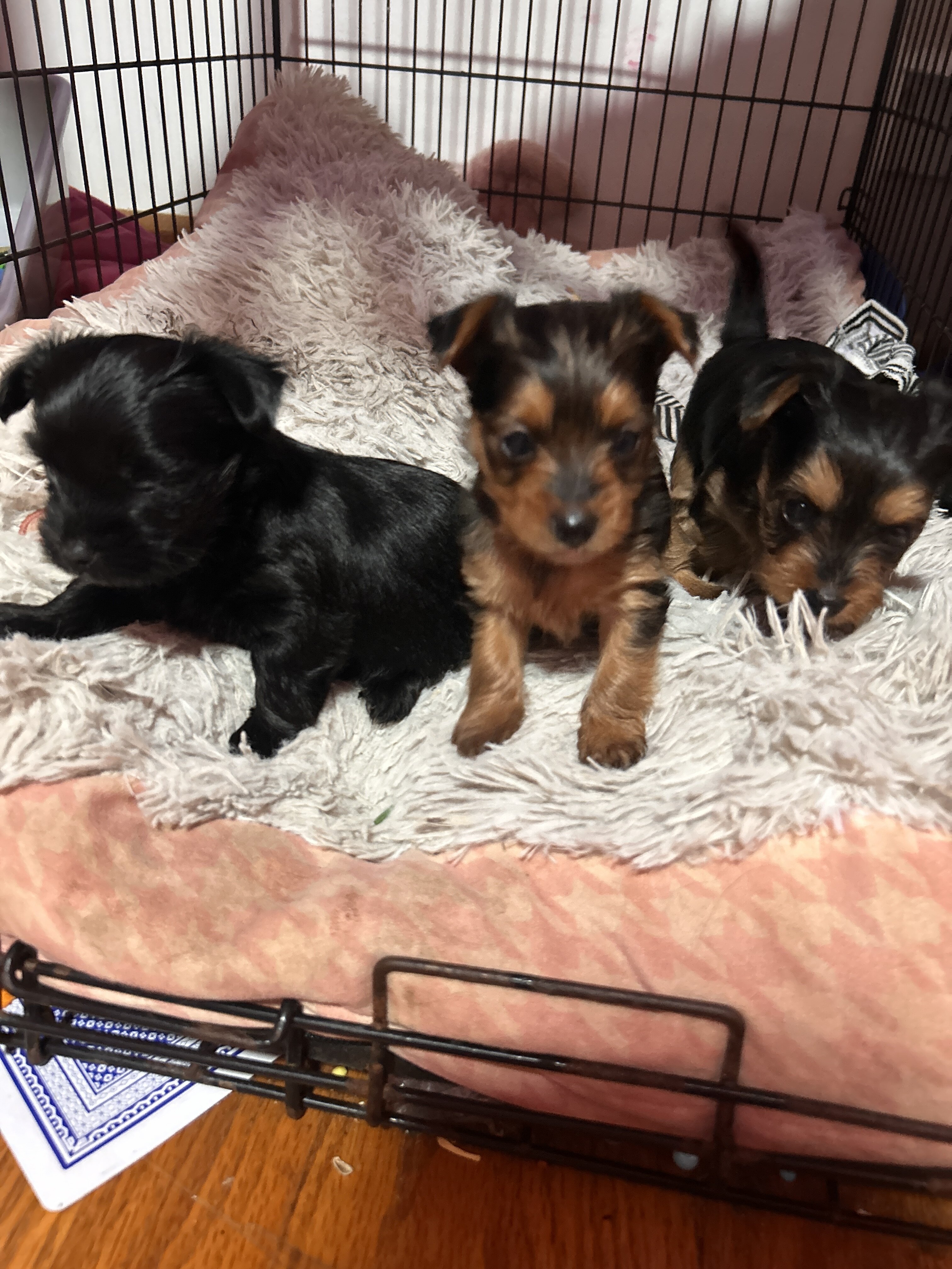 Yorkie puppy image 3