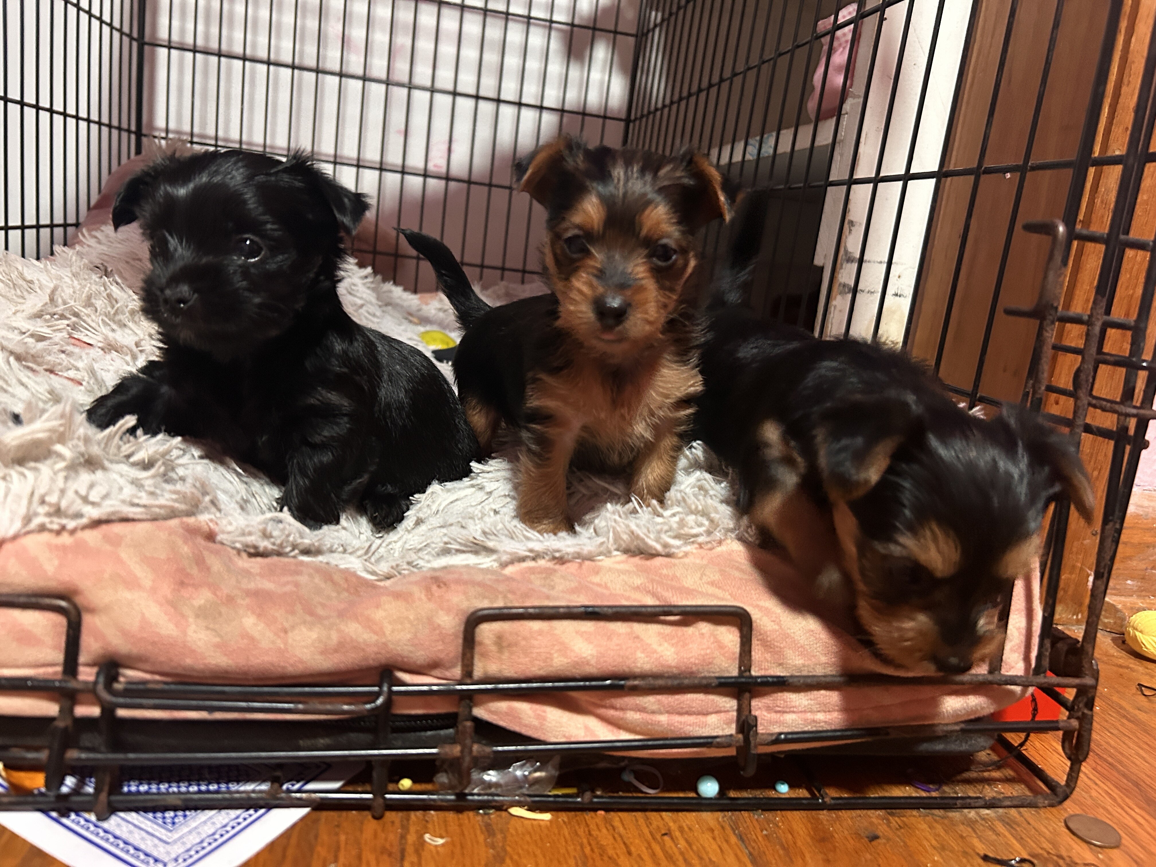 Yorkie puppy image 2