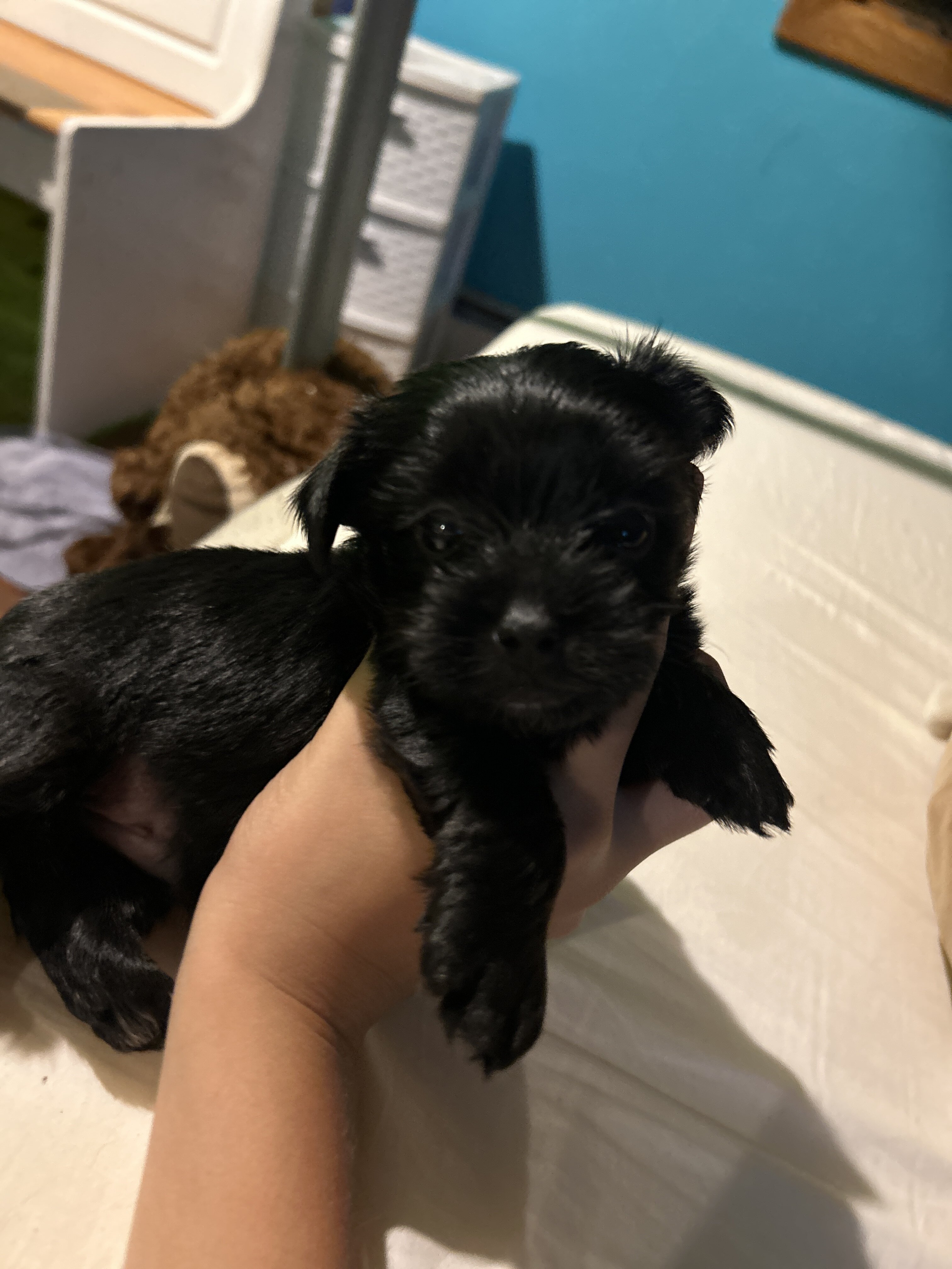 Yorkie puppy image 4