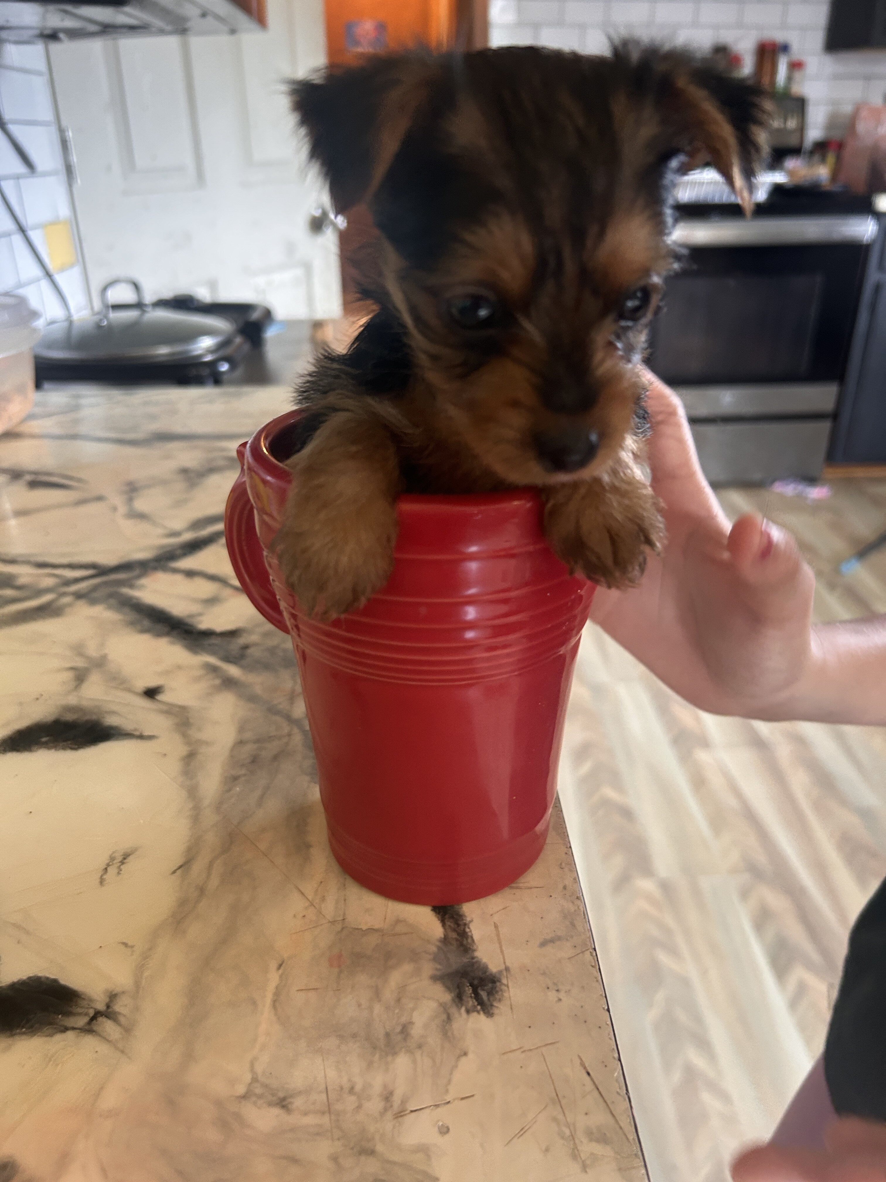 Yorkie puppy image 1