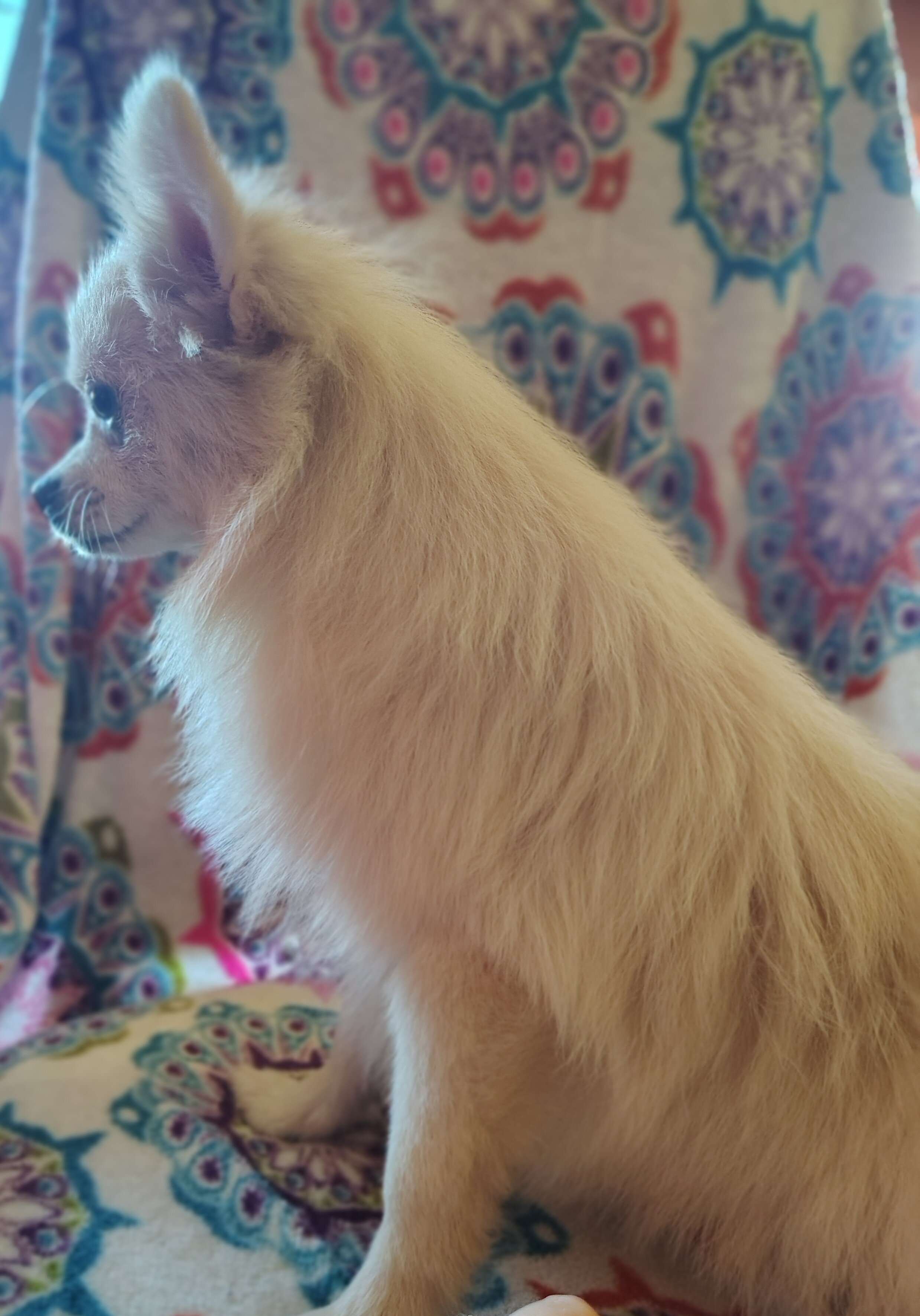 Pomeranian image 1