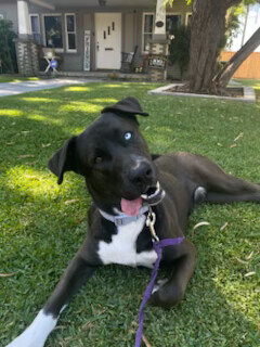 Dog image 1