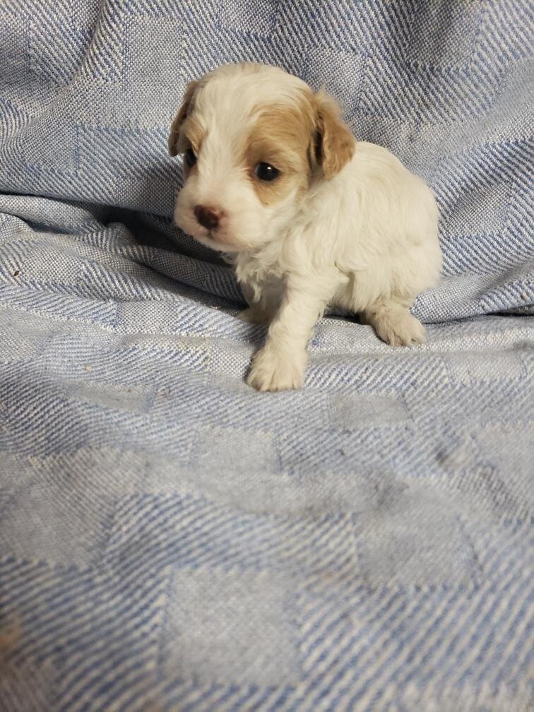 Maltipoo puppies image 1