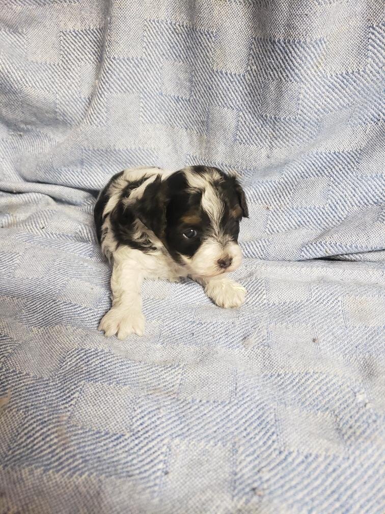 Maltipoo puppies image 2