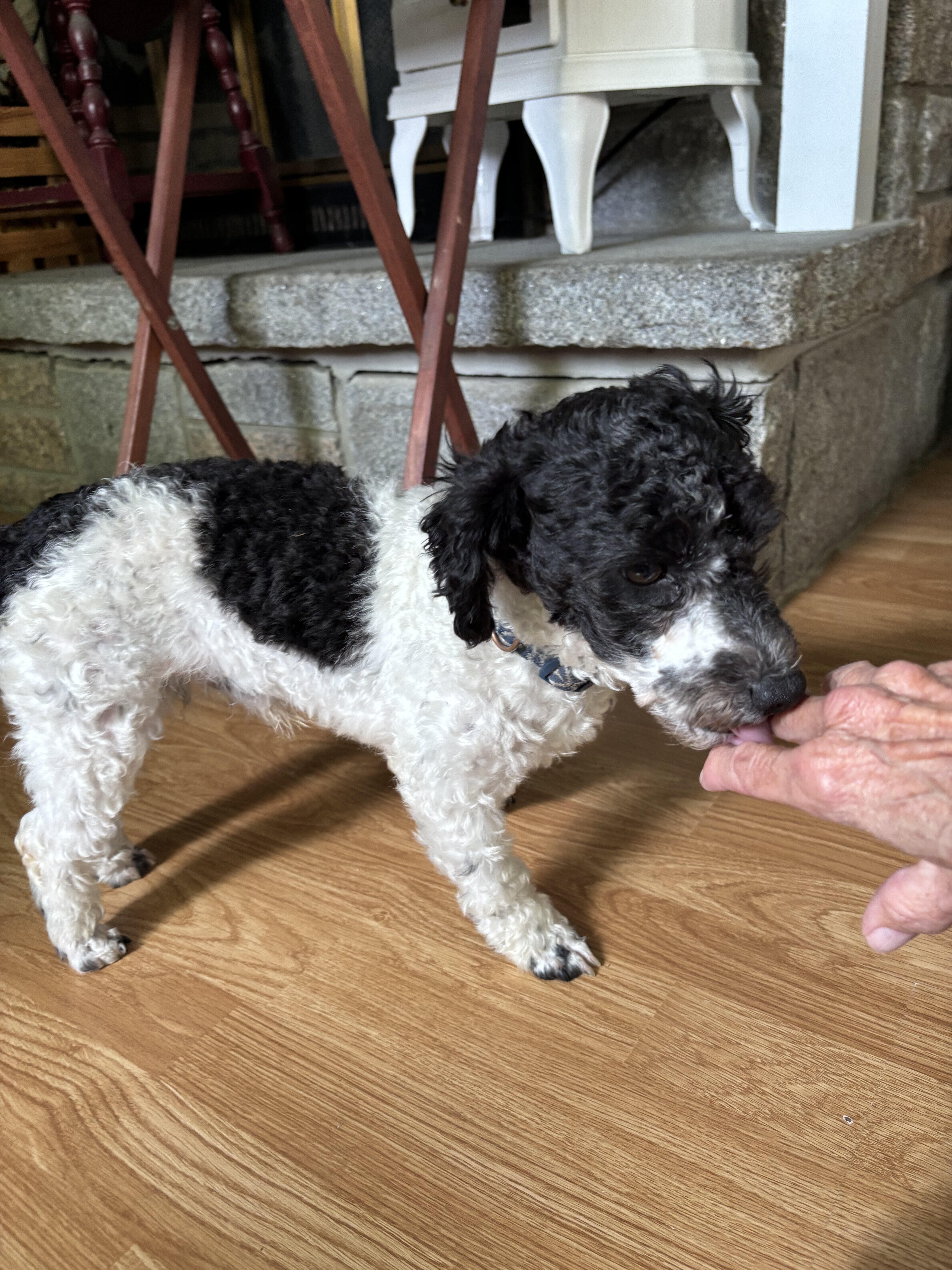 Toy Poodle ,  male, one year old. Adop.fee $600. image 1