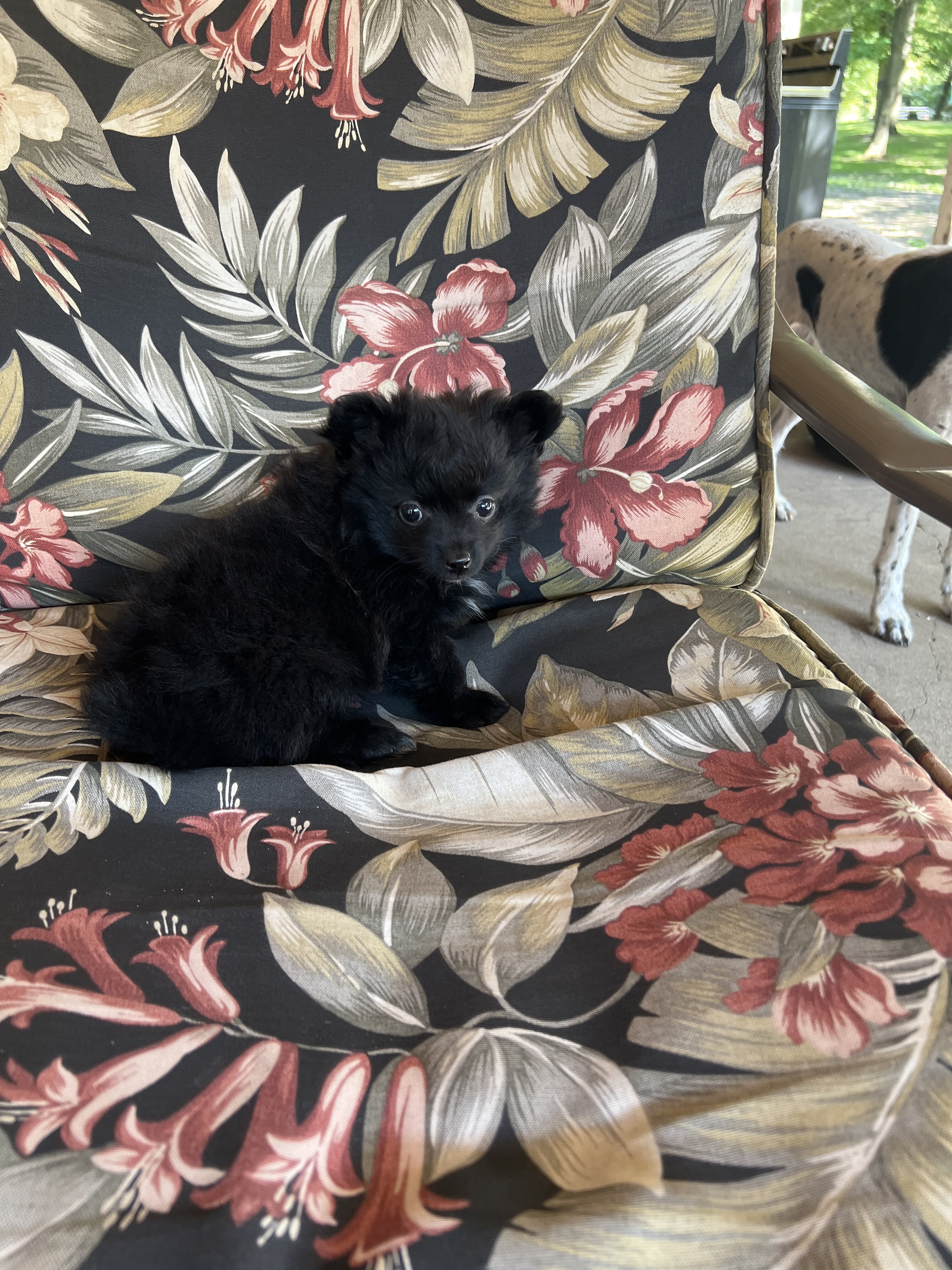Puppy image 1