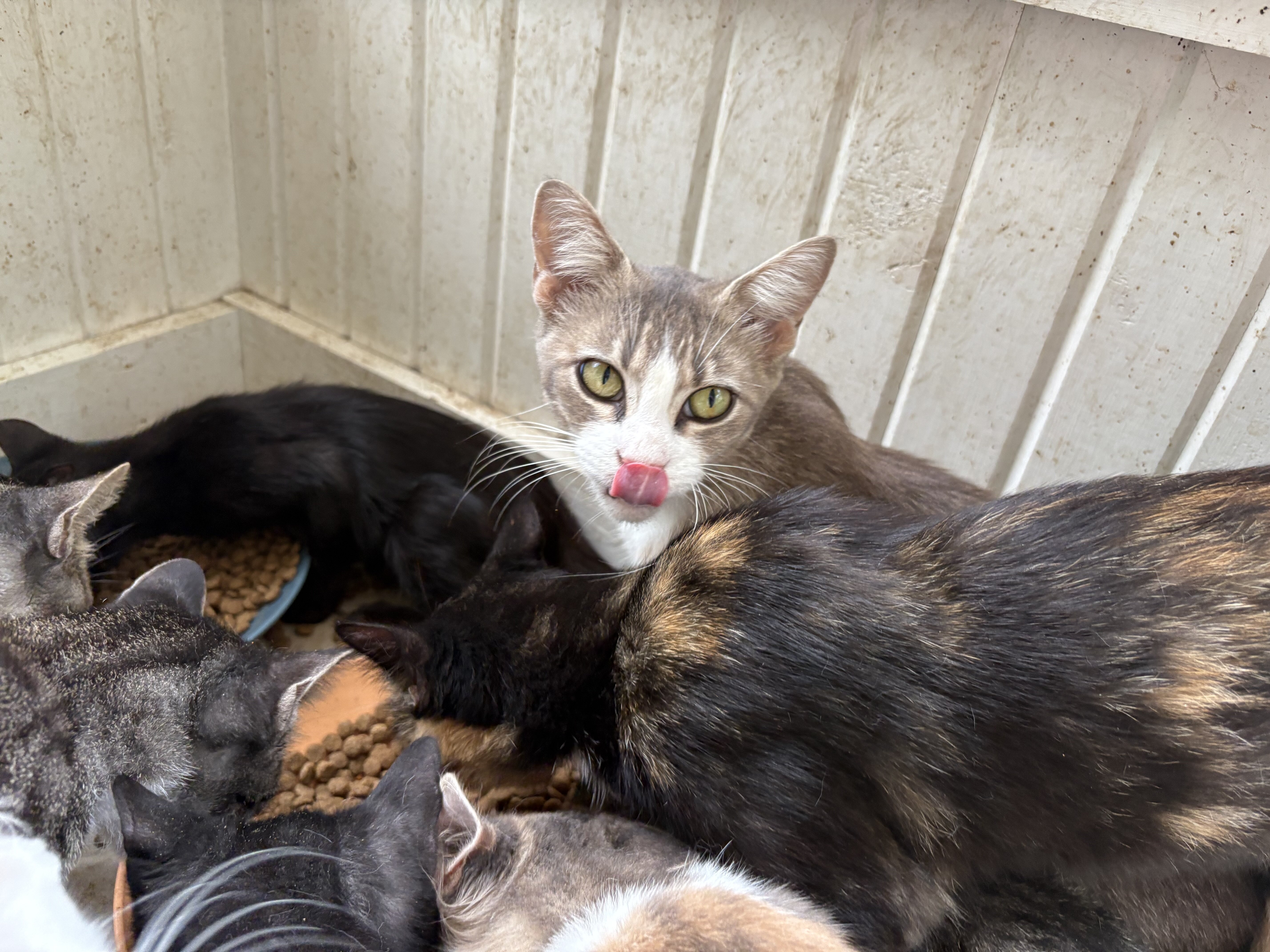 Cats/ kittens (free) image 3