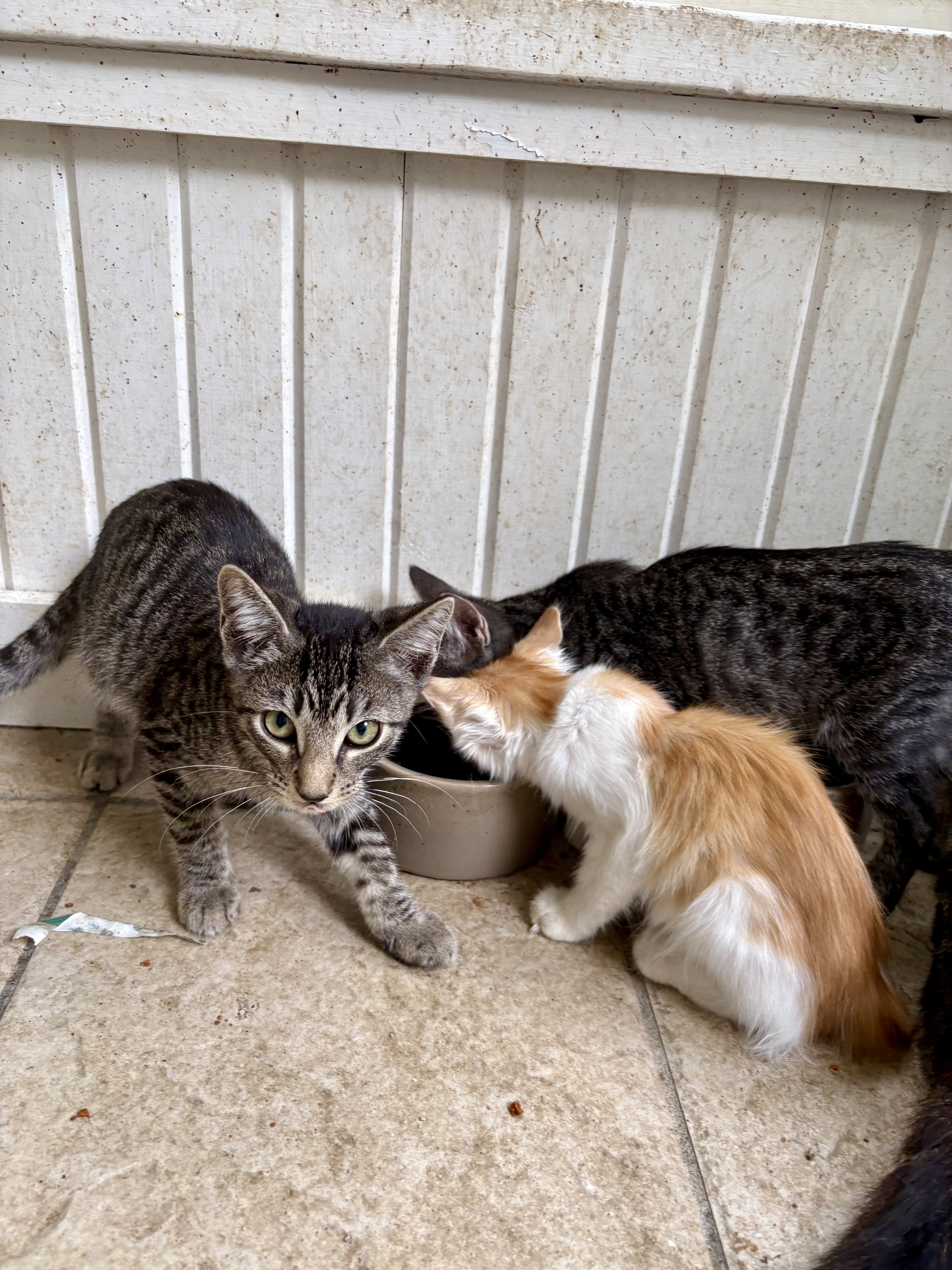 Cats/ kittens (free) image 4