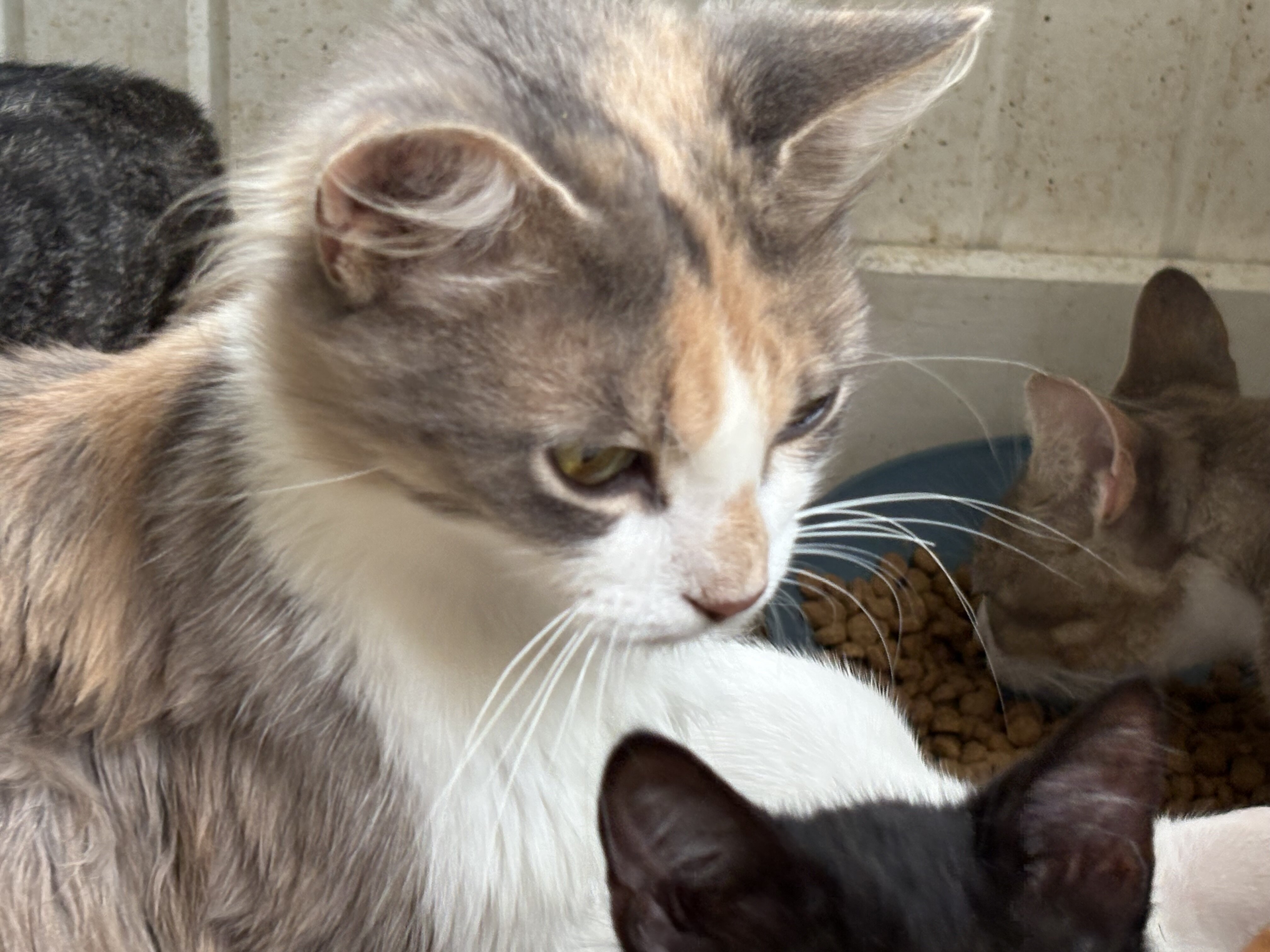Cats/ kittens (free) image 2