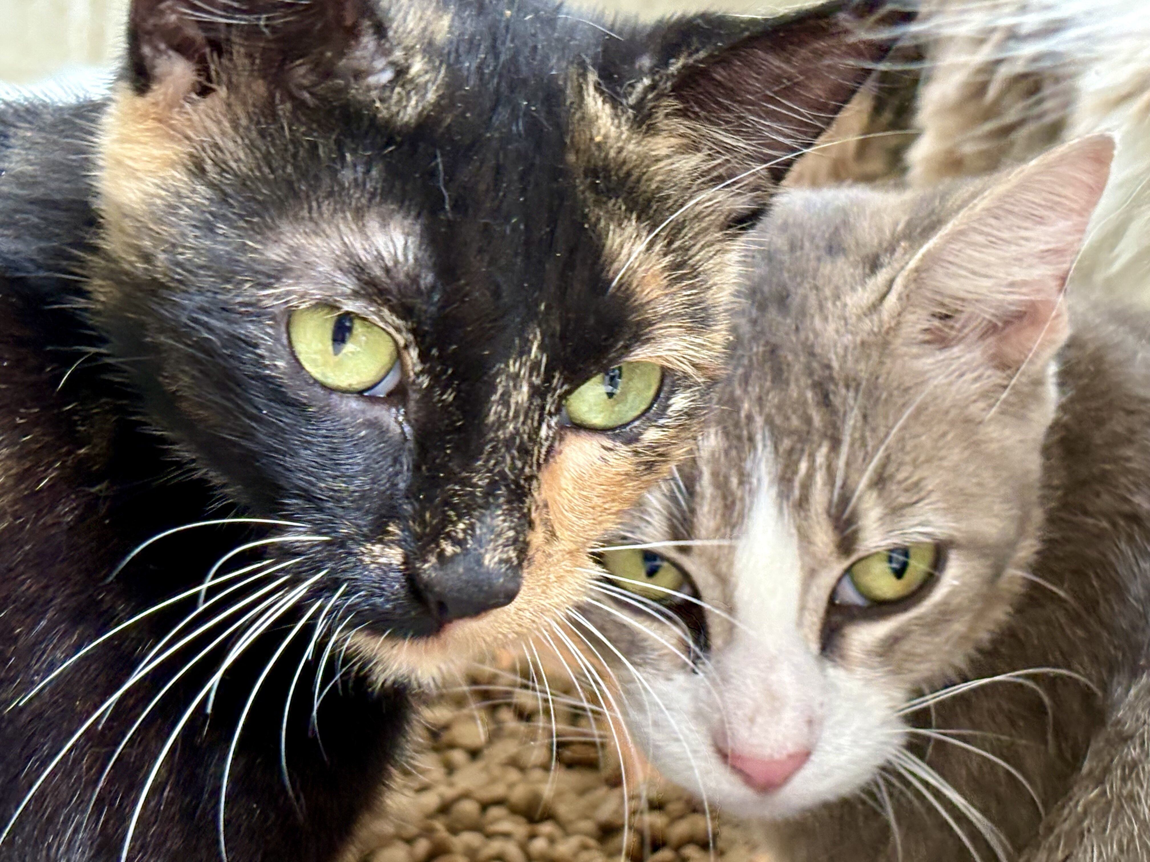 Cats/ kittens (free) image 1