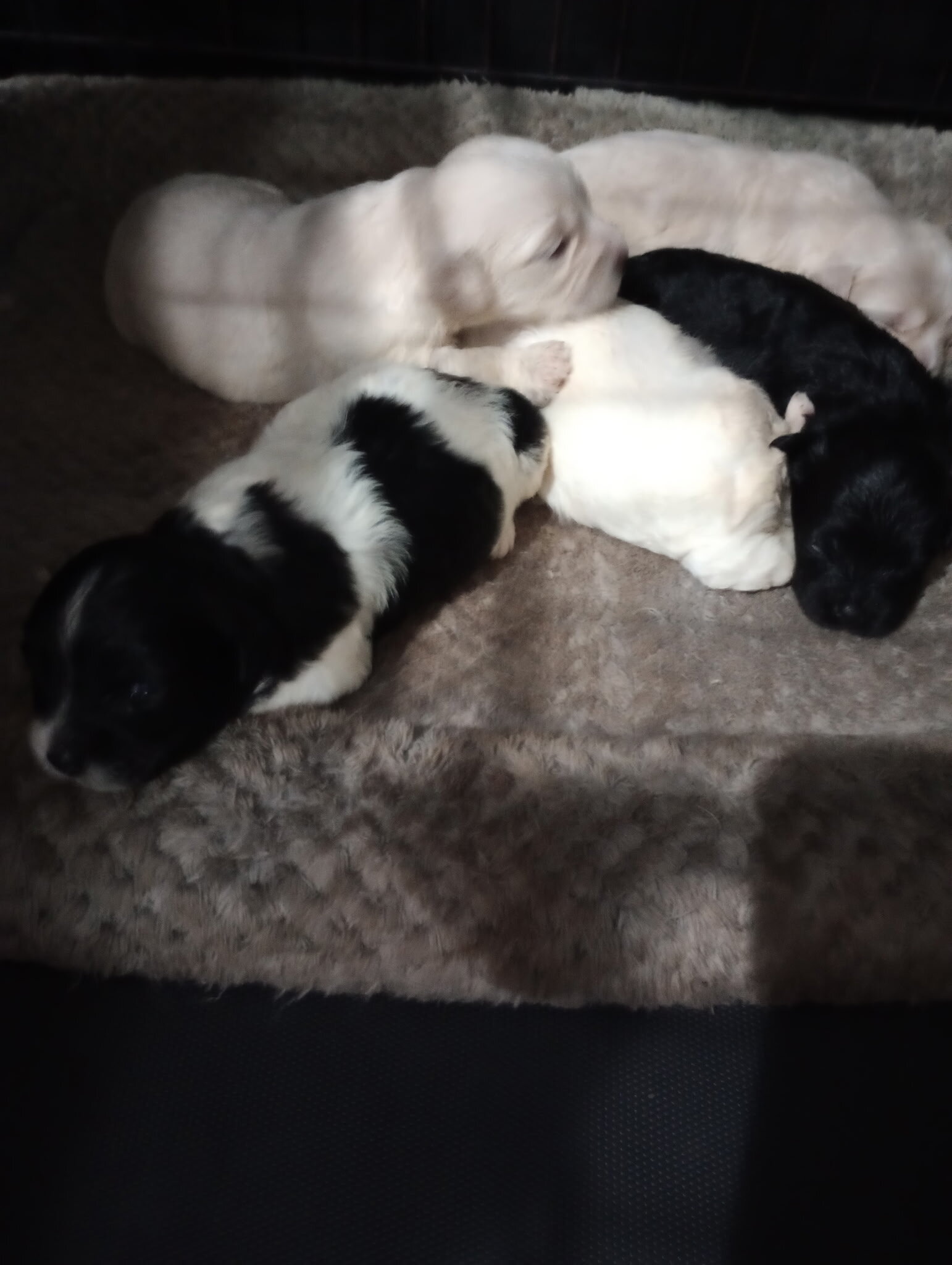 Maltipoo puppies image 1