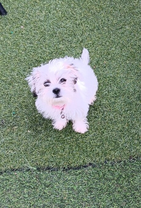 maltipoo image 1