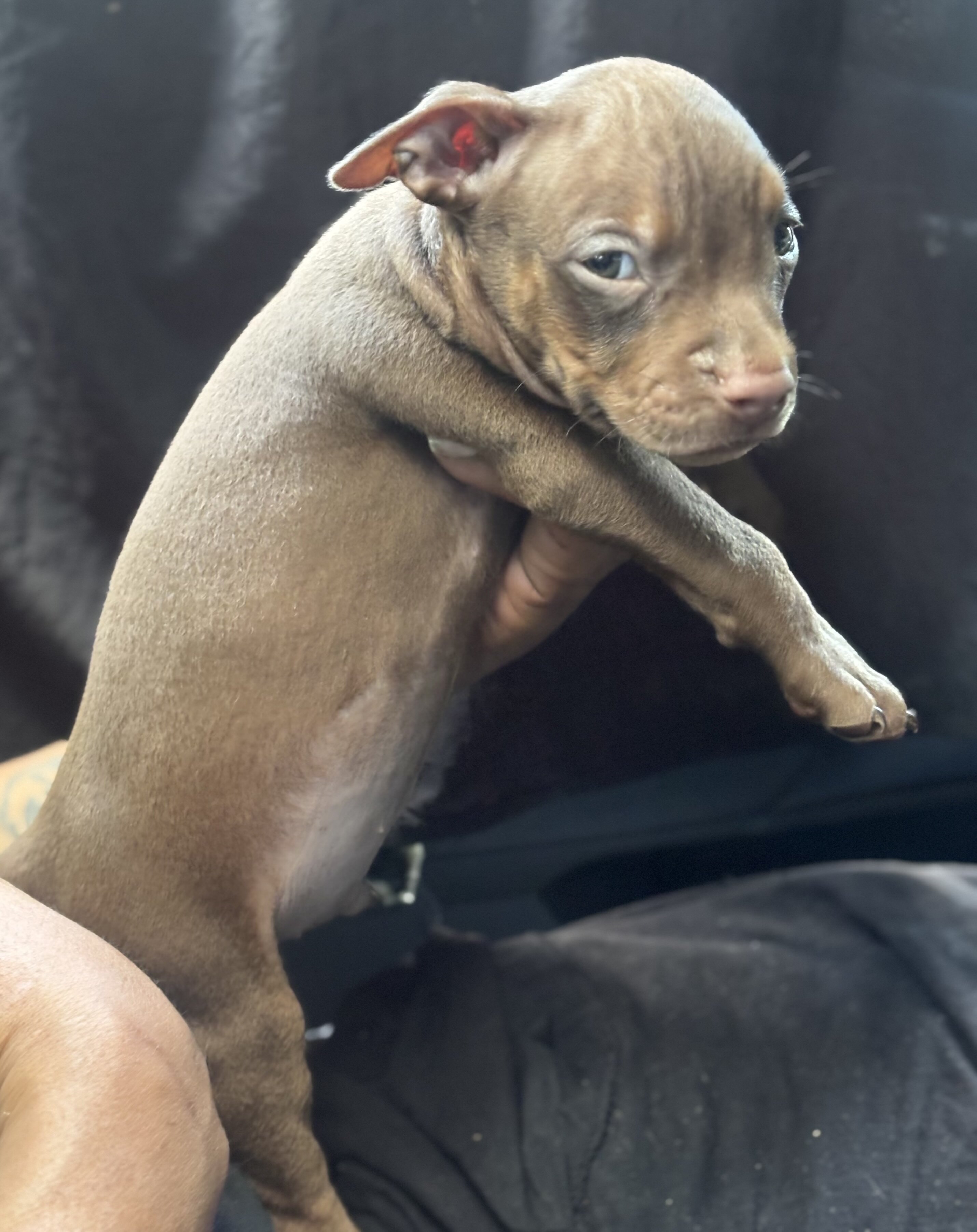 Chocolate Tri Color Red Nose Pitbull puppies image 1
