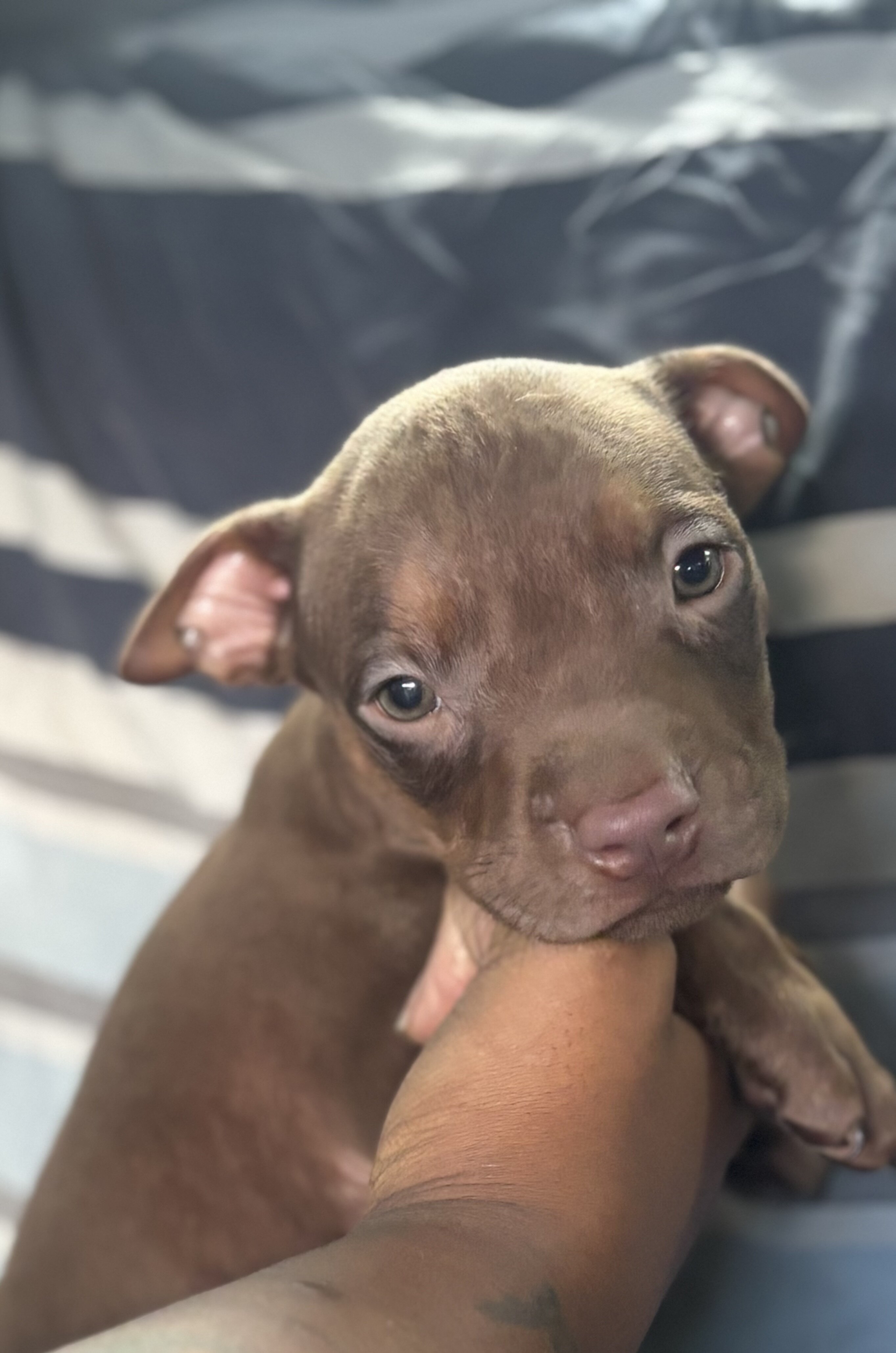 Chocolate Tri Color Red Nose Pitbull puppies image 2