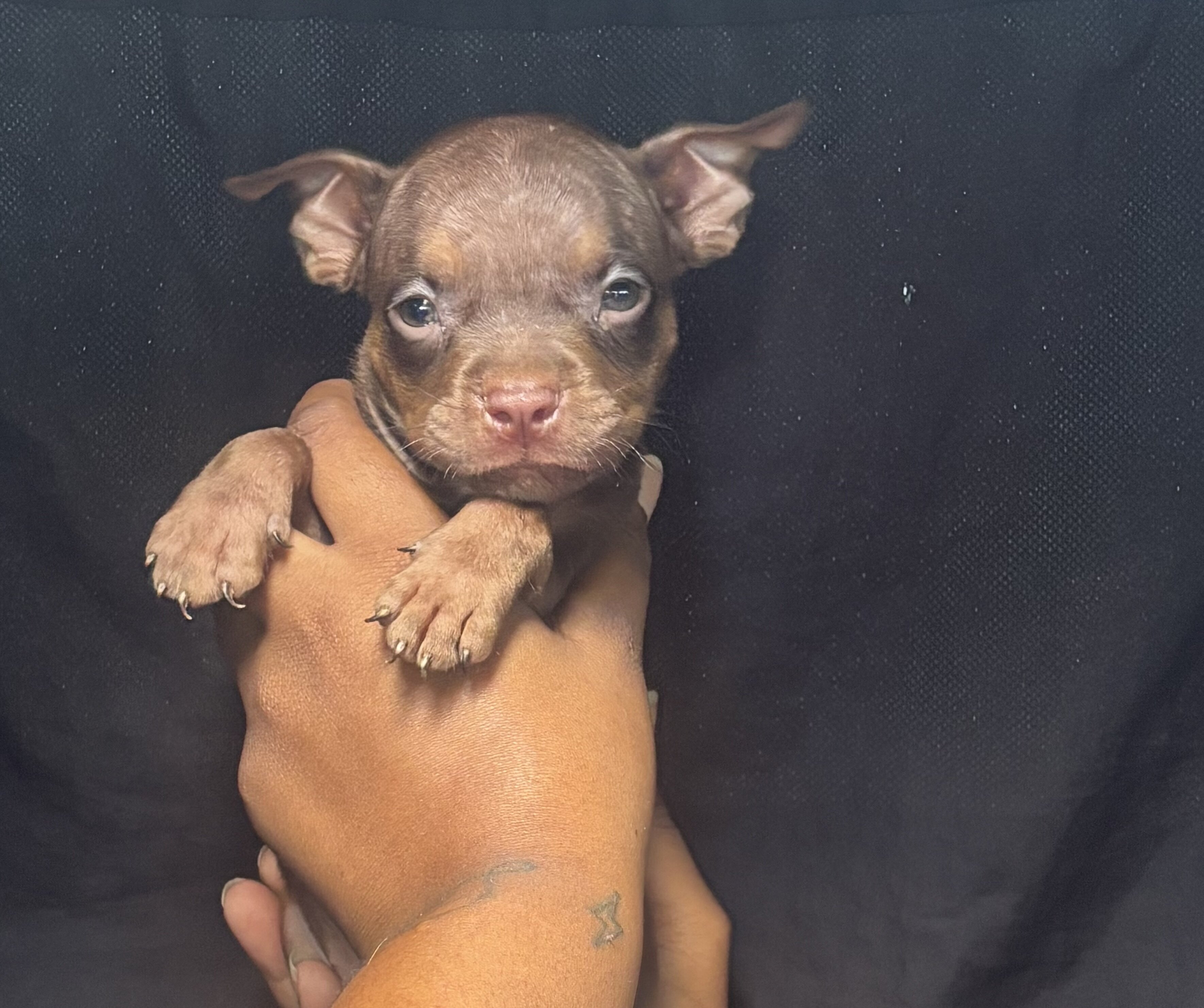 Chocolate Tri Color Red Nose Pitbull puppies image 3